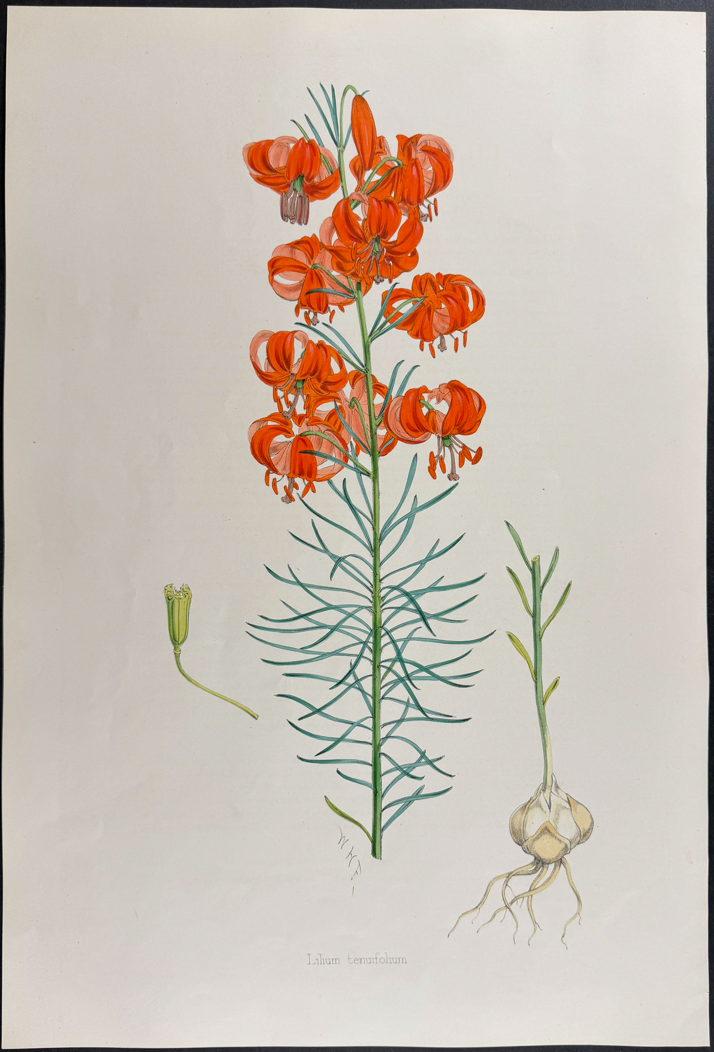 Elwes & Fitch - 4 Folio Lily Lithographs