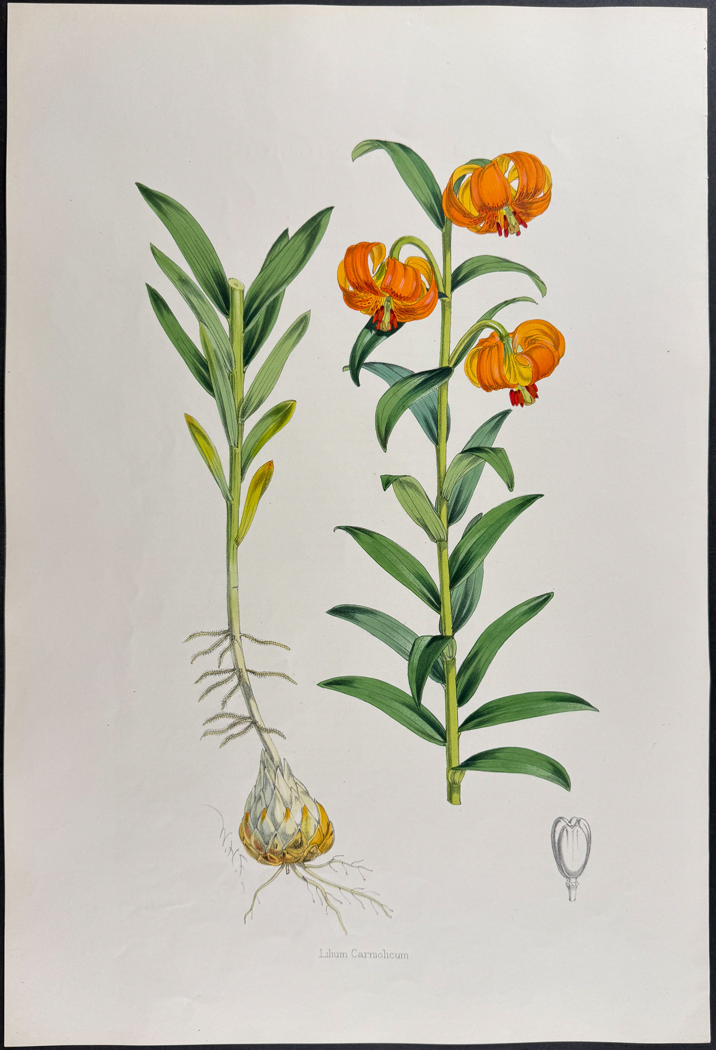 Elwes & Fitch - 4 Folio Lily Lithographs