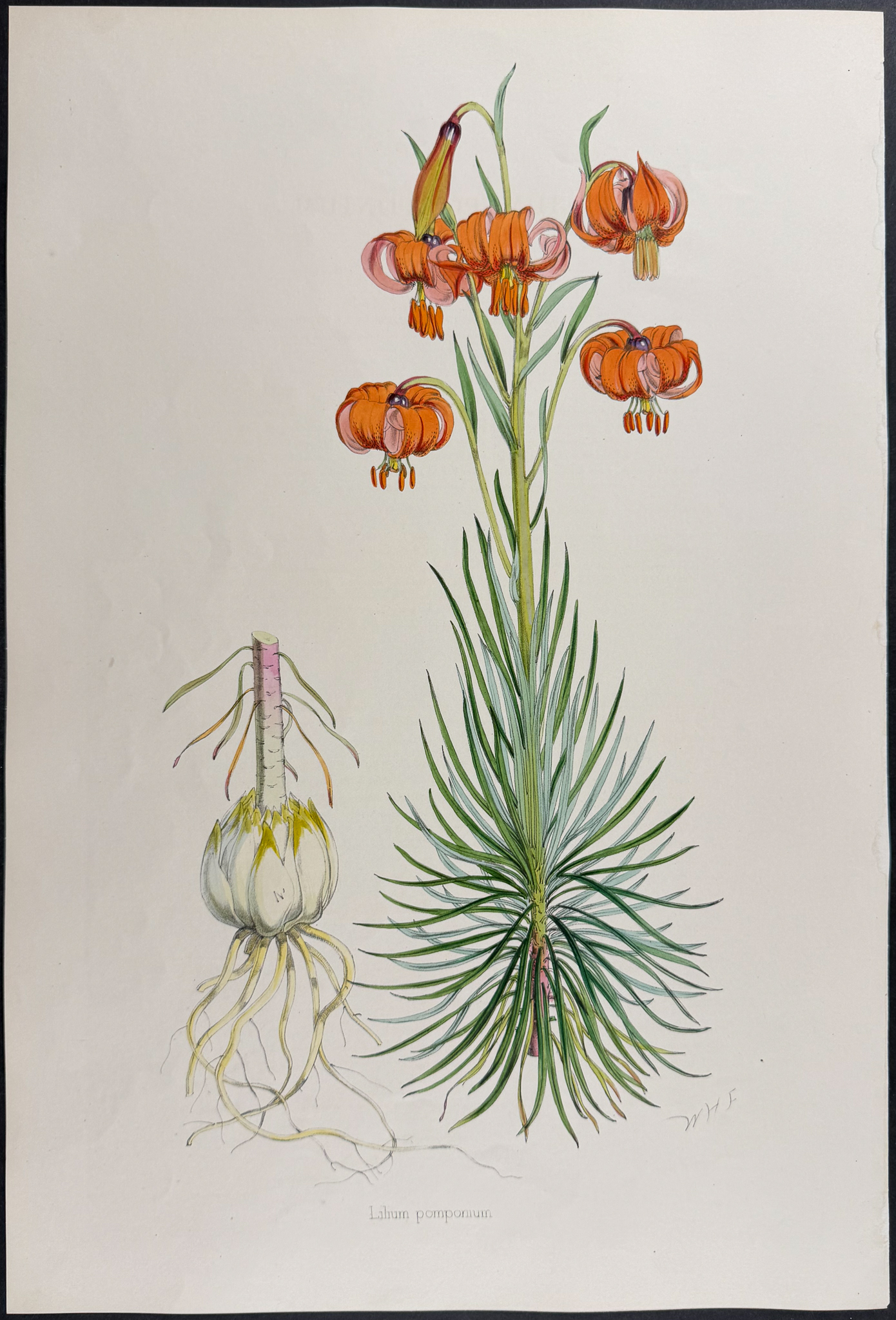 Elwes & Fitch - 4 Folio Lily Lithographs