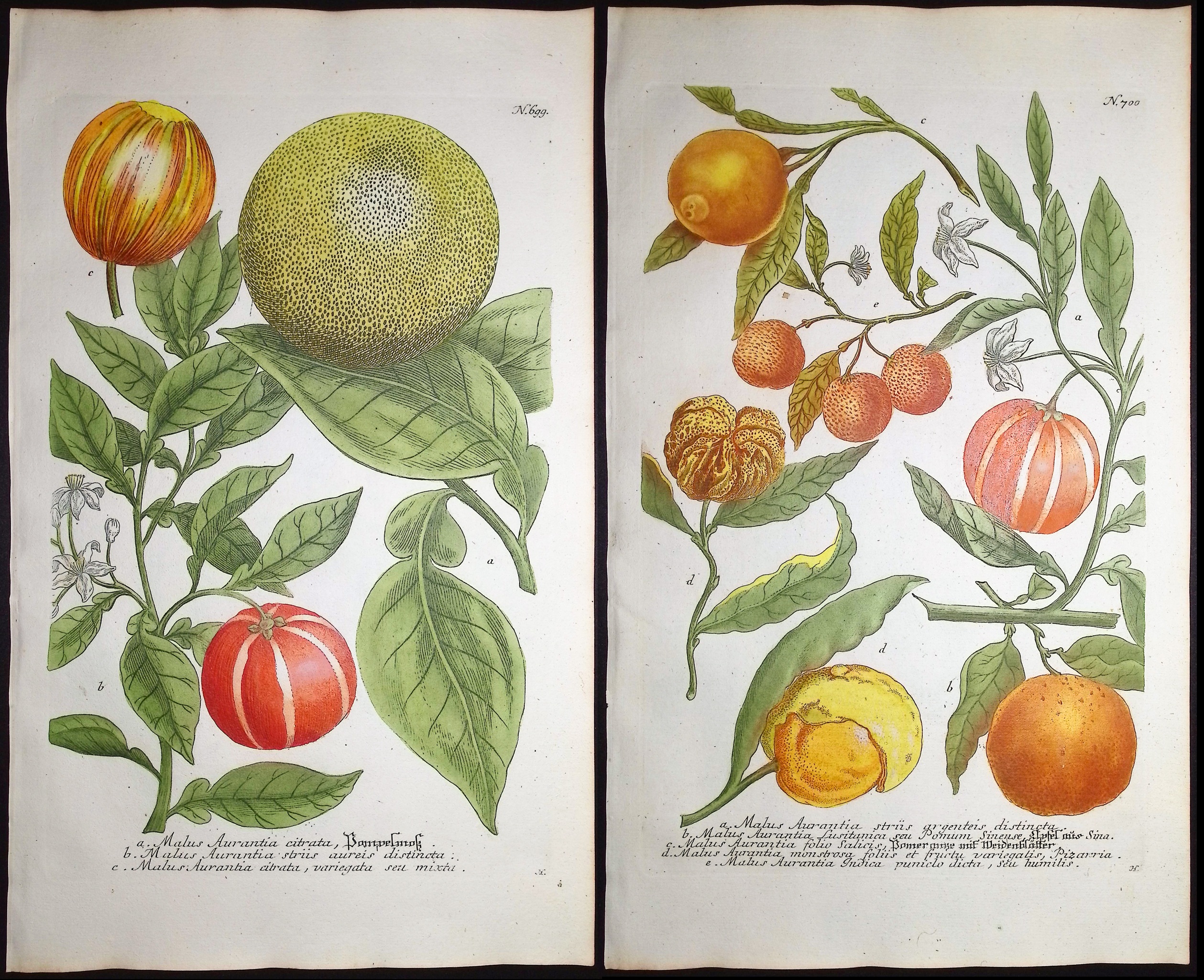 Weinmann - 3 Crabapple Engravings