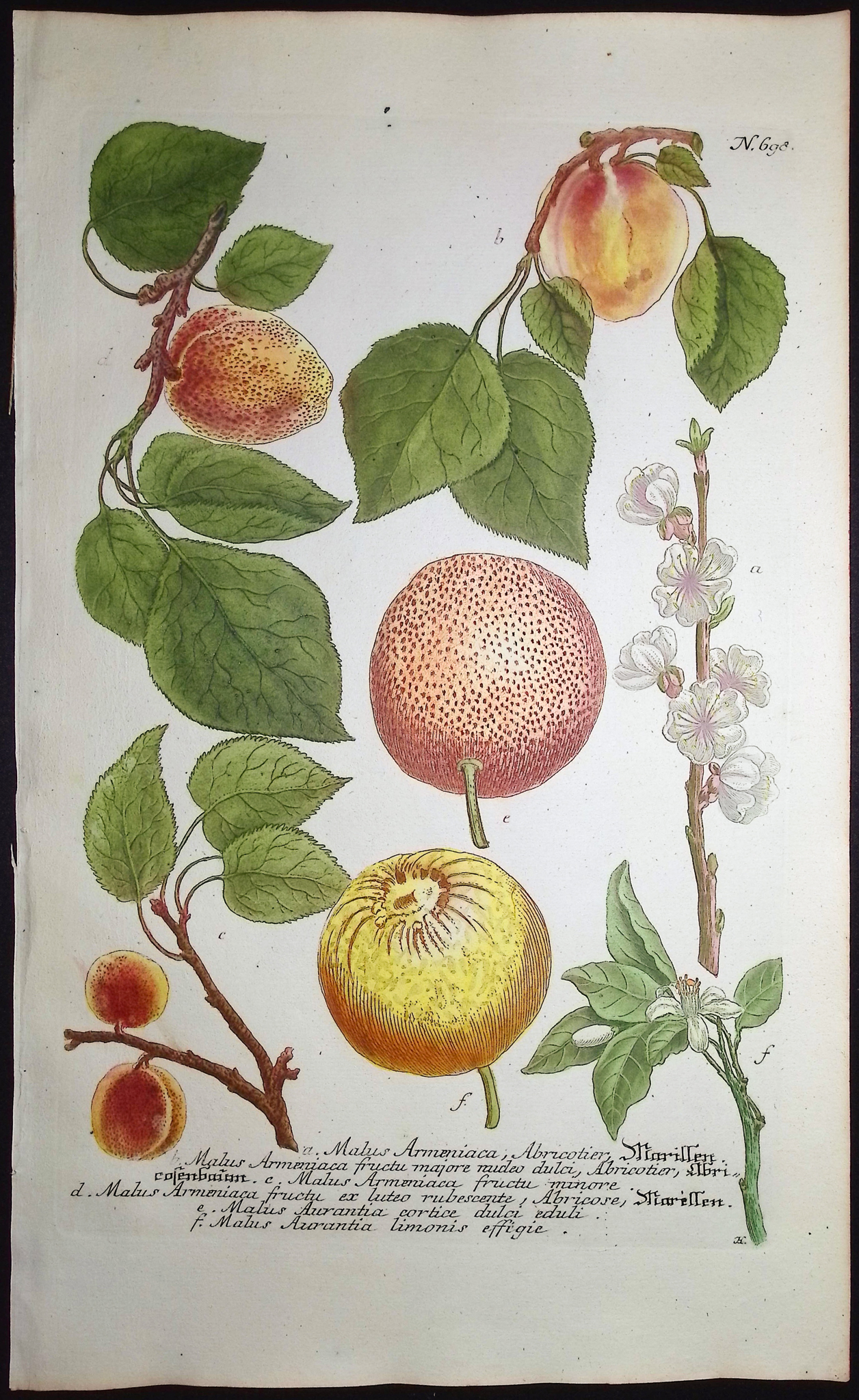 Weinmann - 3 Crabapple Engravings
