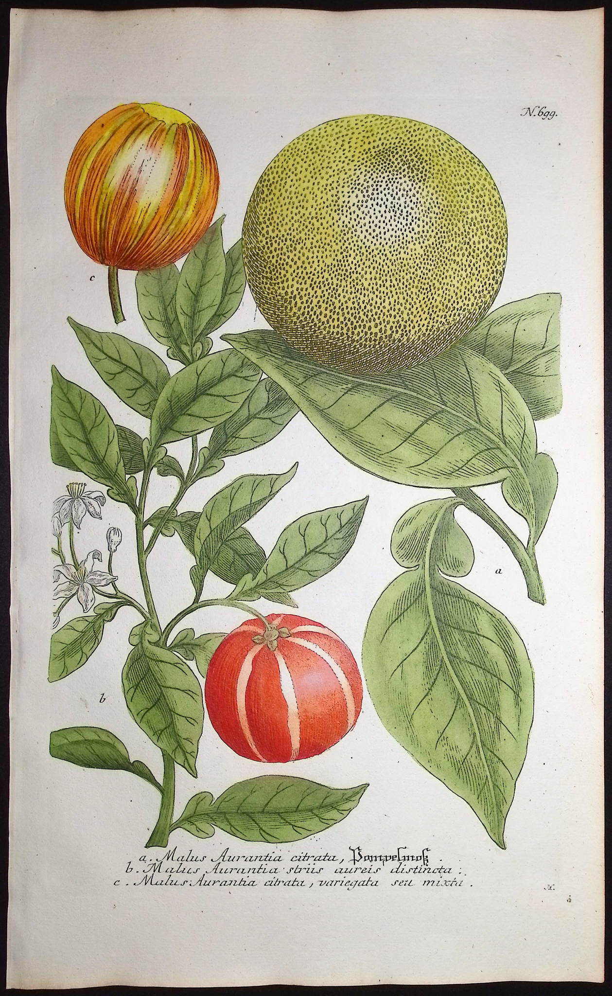 Weinmann - 3 Crabapple Engravings