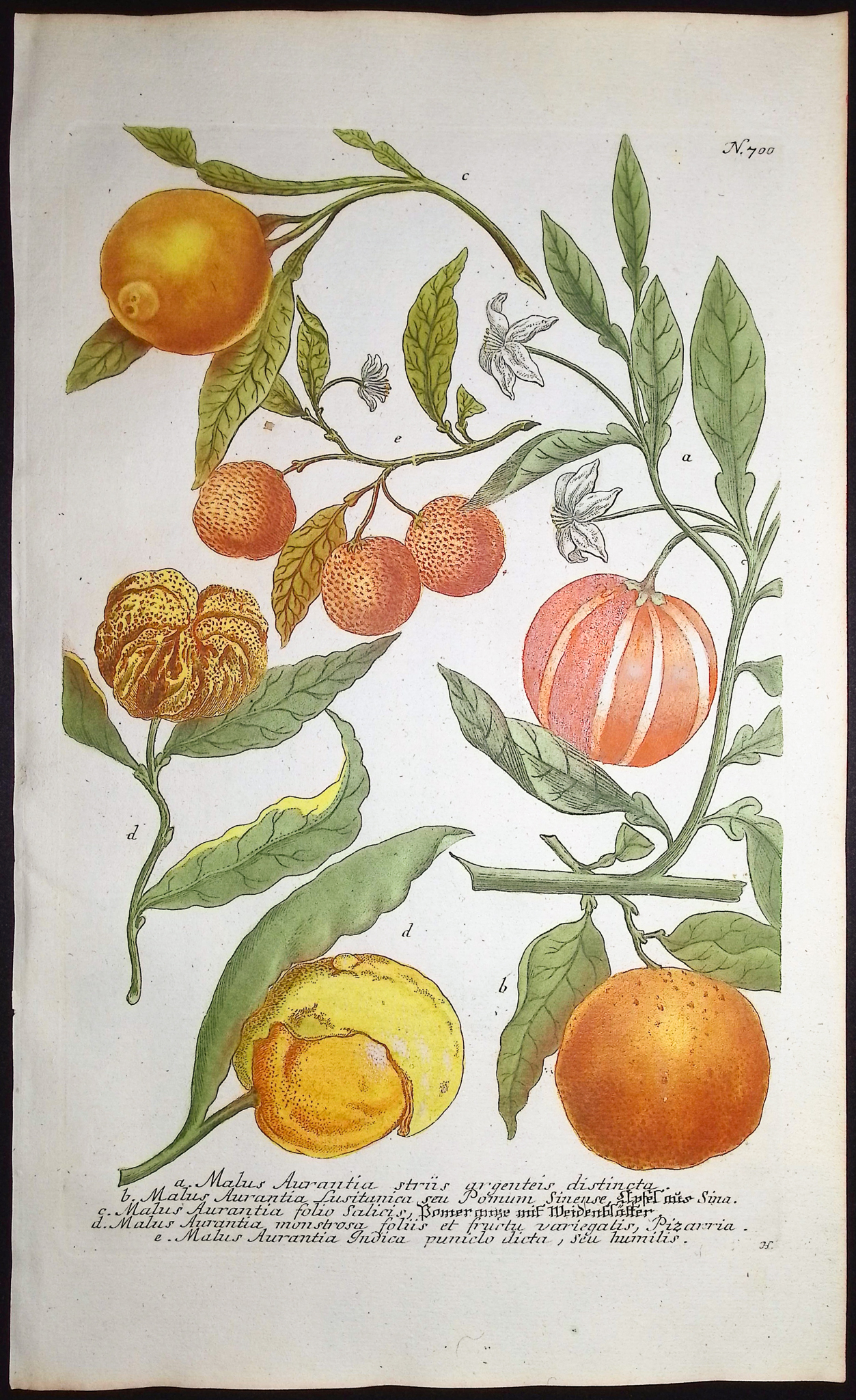 Weinmann - 3 Crabapple Engravings