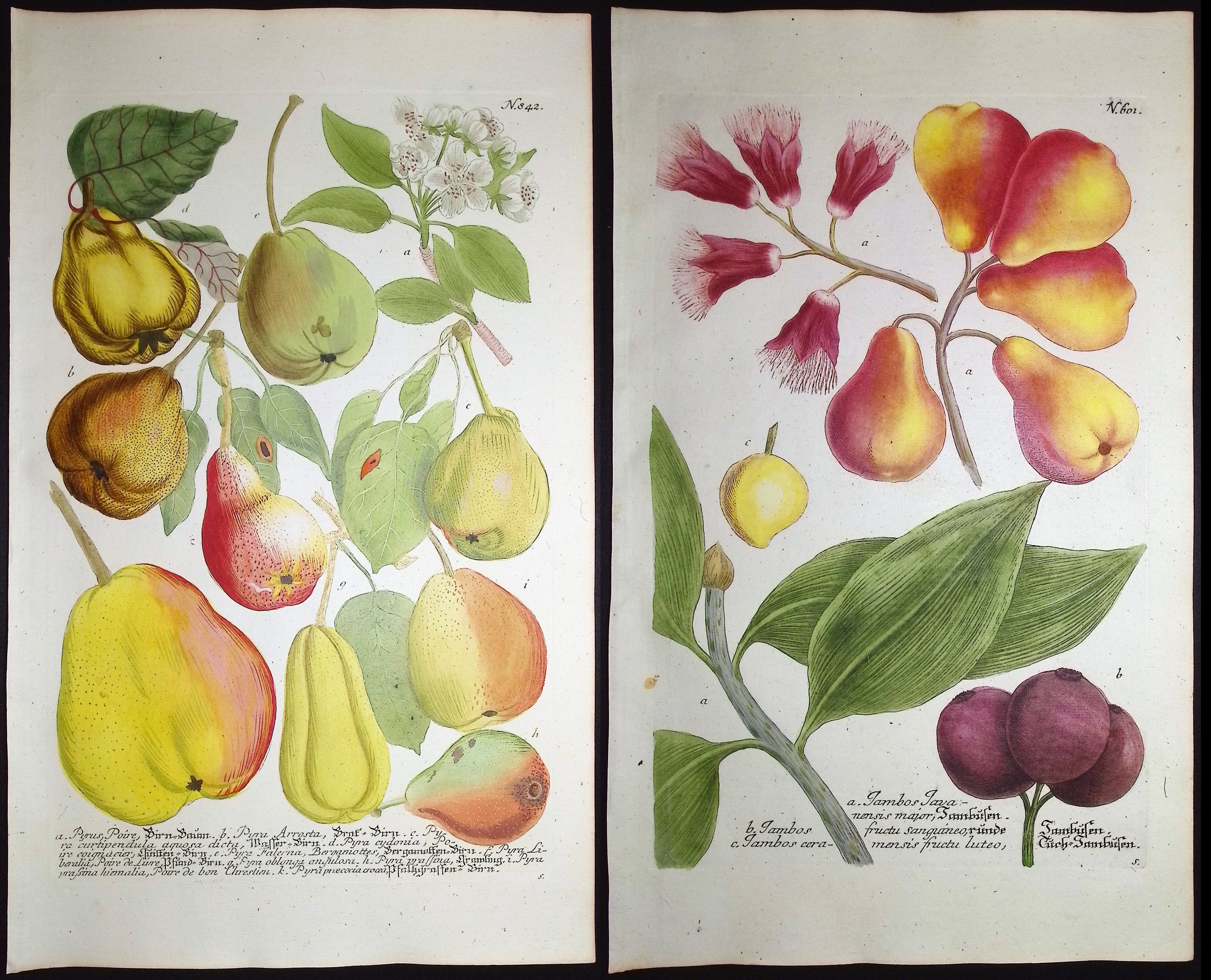 Weinmann - 3 Pear Engravings