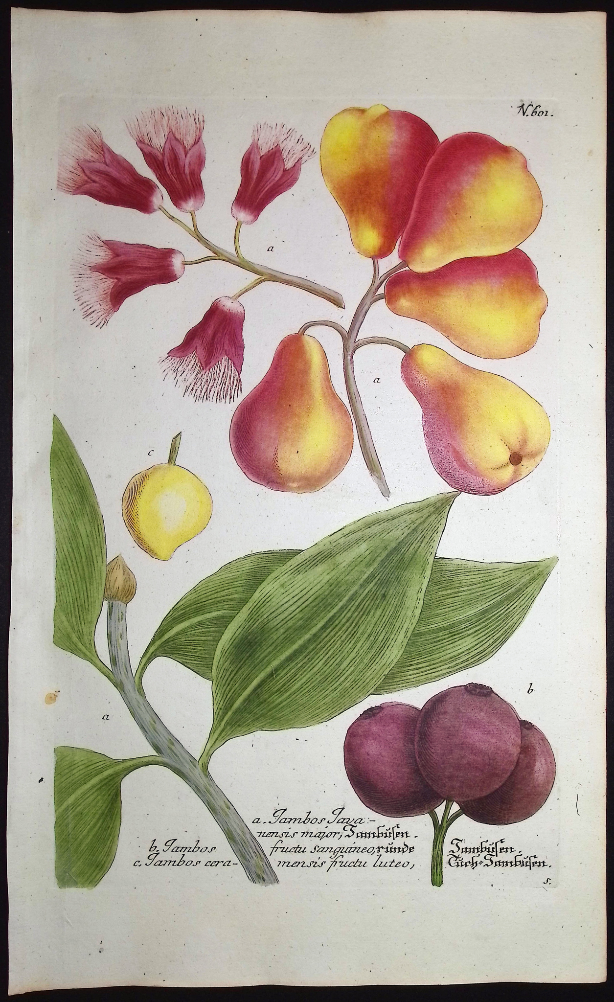 Weinmann - 3 Pear Engravings