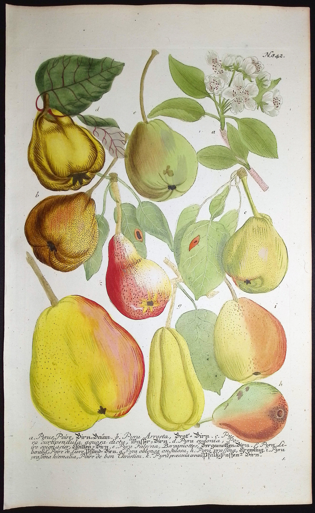 Weinmann - 3 Pear Engravings