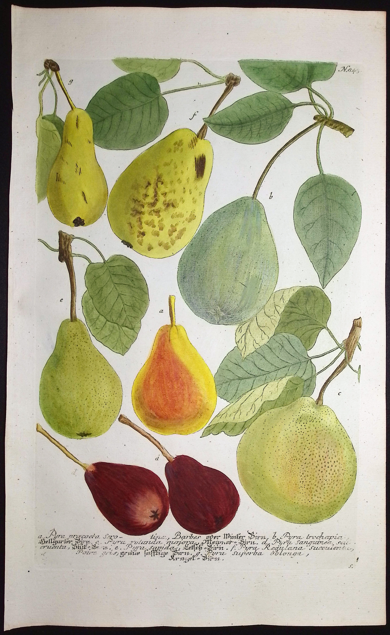 Weinmann - 3 Pear Engravings