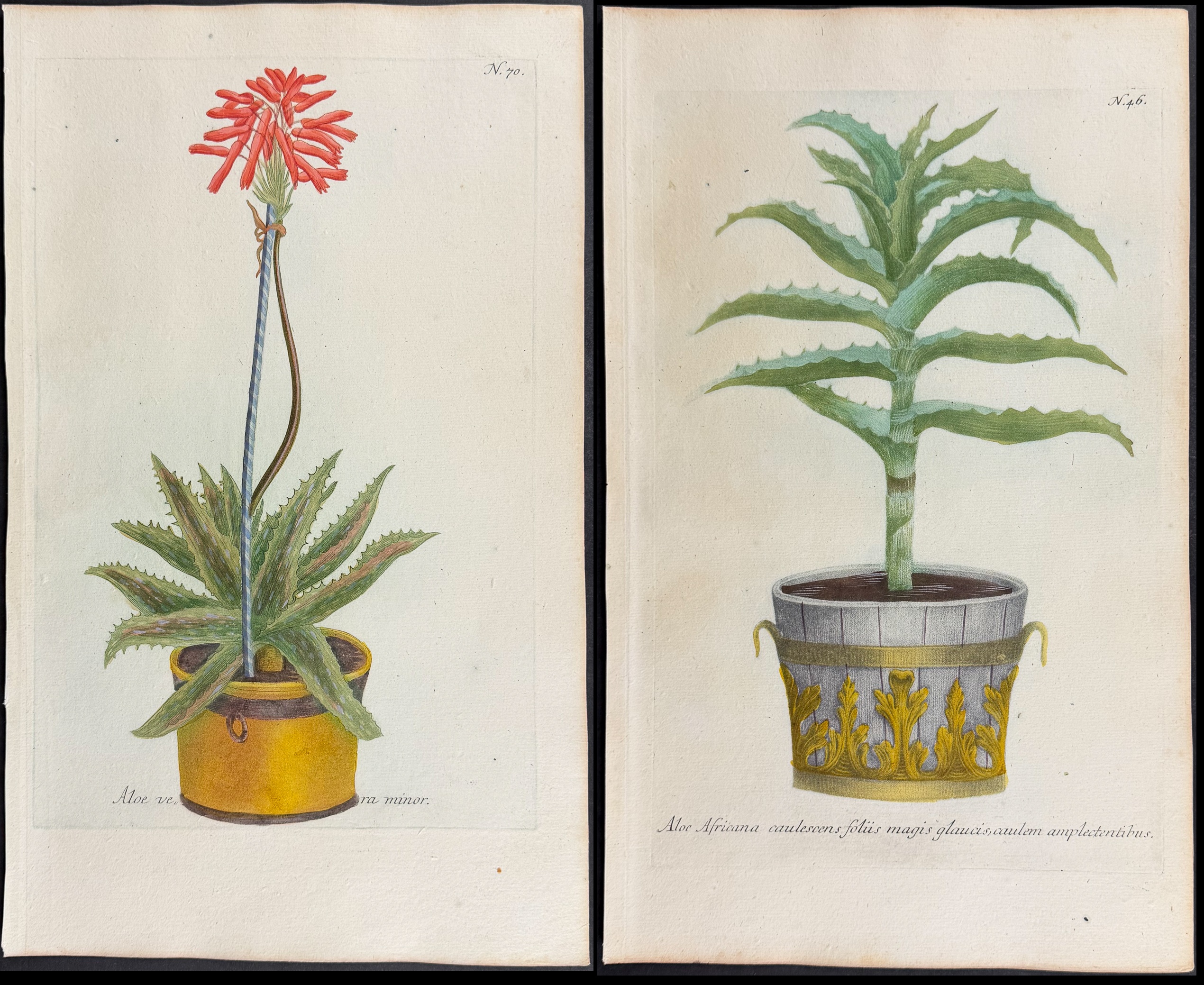 Weinmann - 4 Potted Aloe Engravings