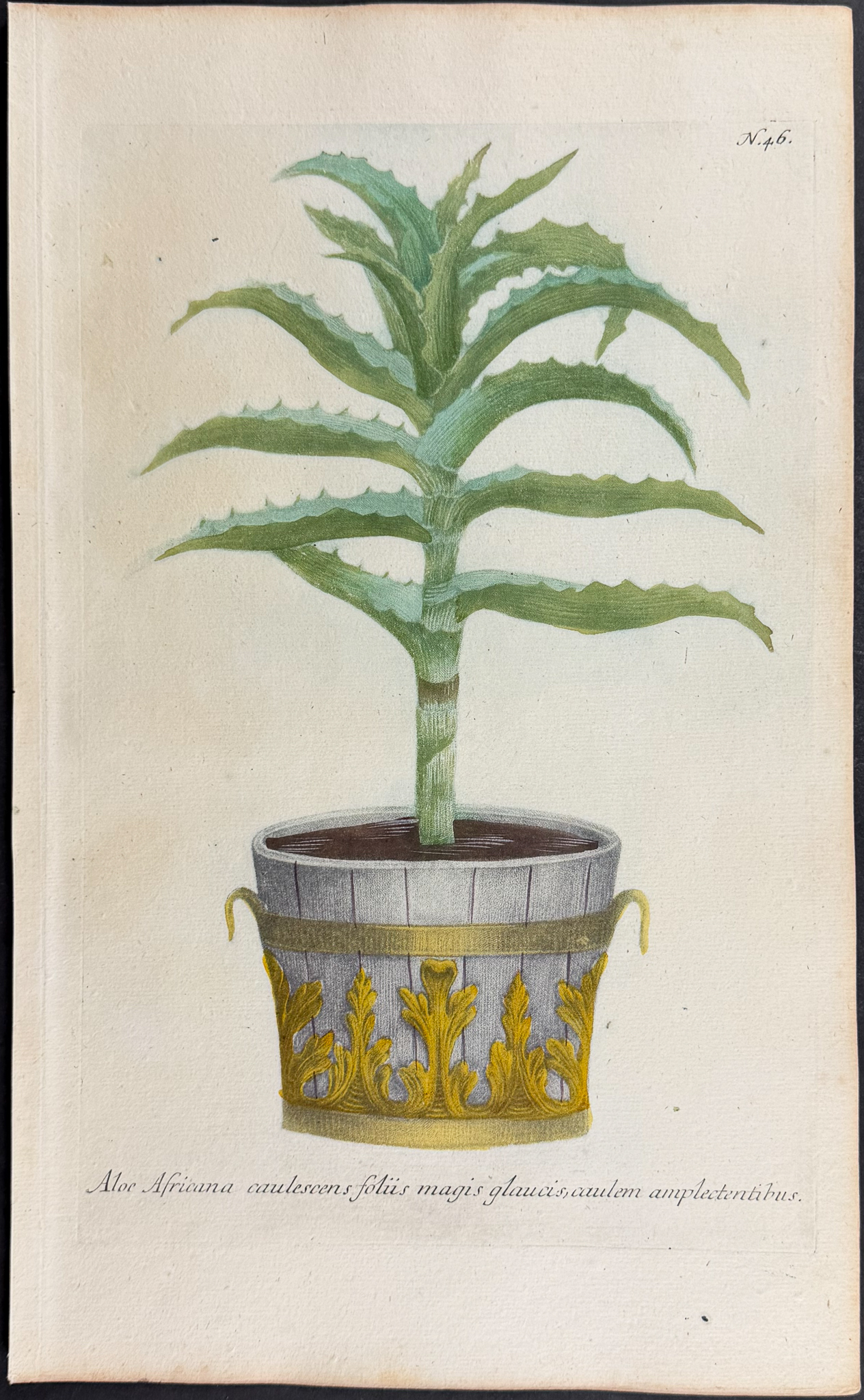 Weinmann - 4 Potted Aloe Engravings