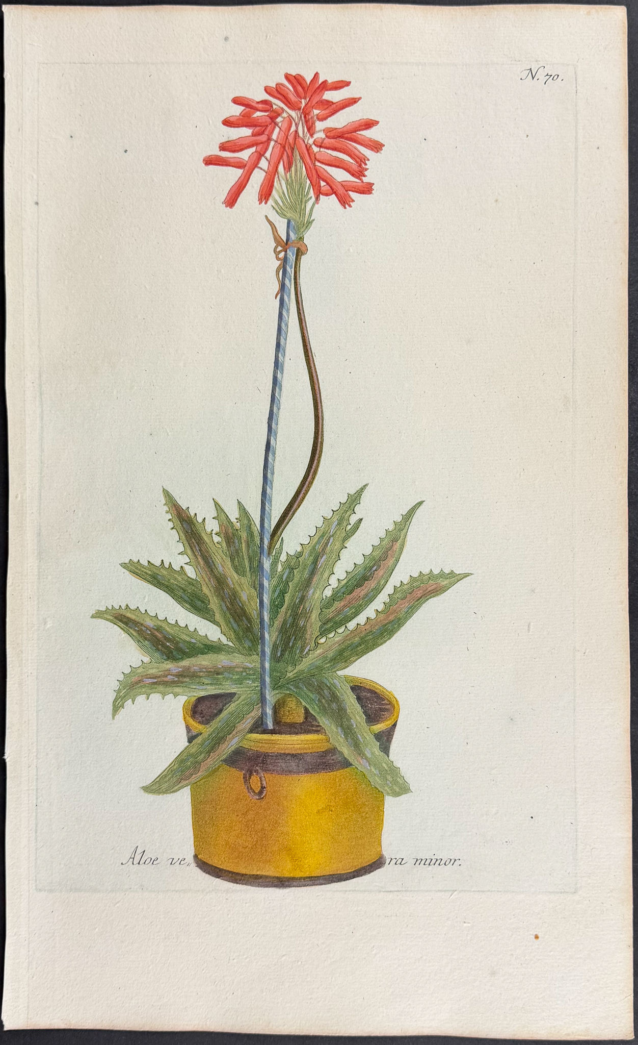Weinmann - 4 Potted Aloe Engravings