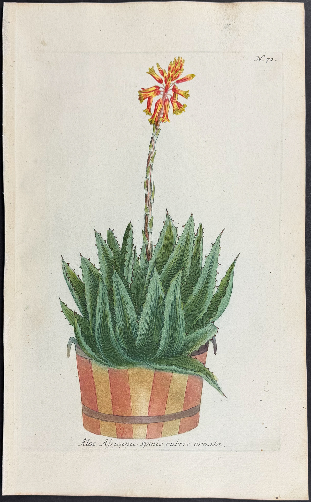 Weinmann - 4 Potted Aloe Engravings