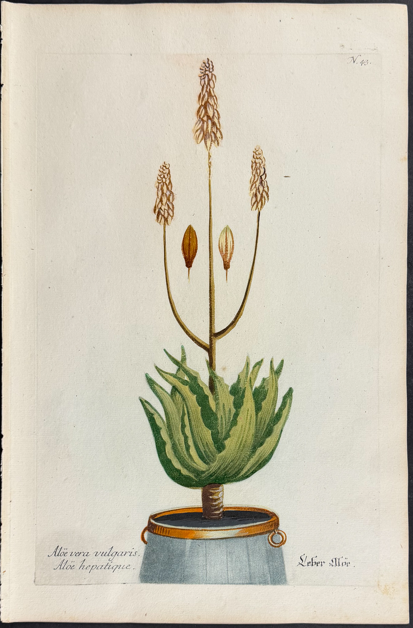 Weinmann - 4 Potted Aloe Engravings