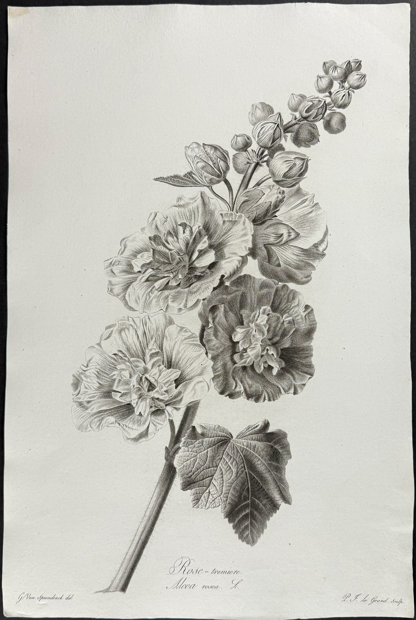 Spaendonck - Hollyhock