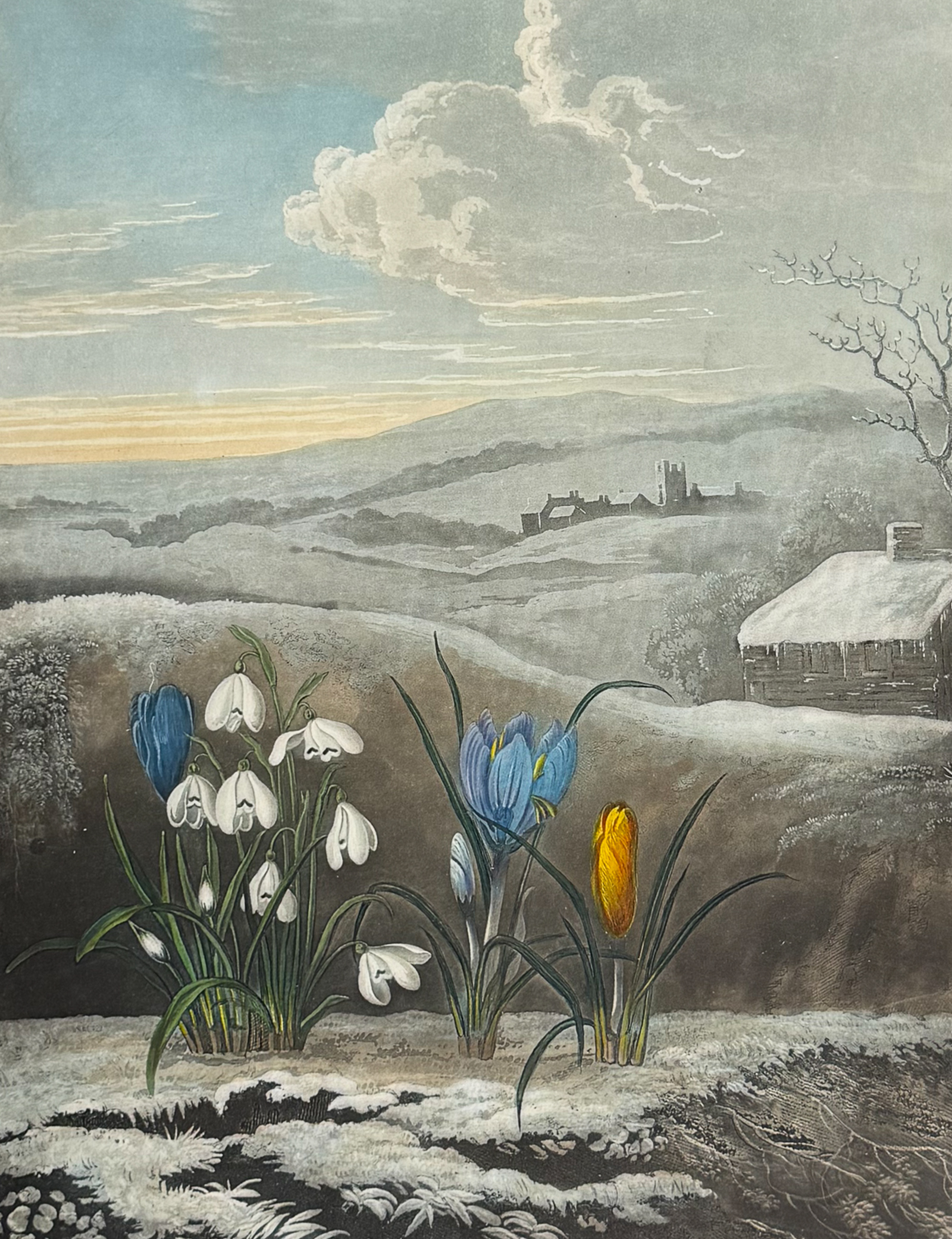 Thornton, Folio - The Snowdrop