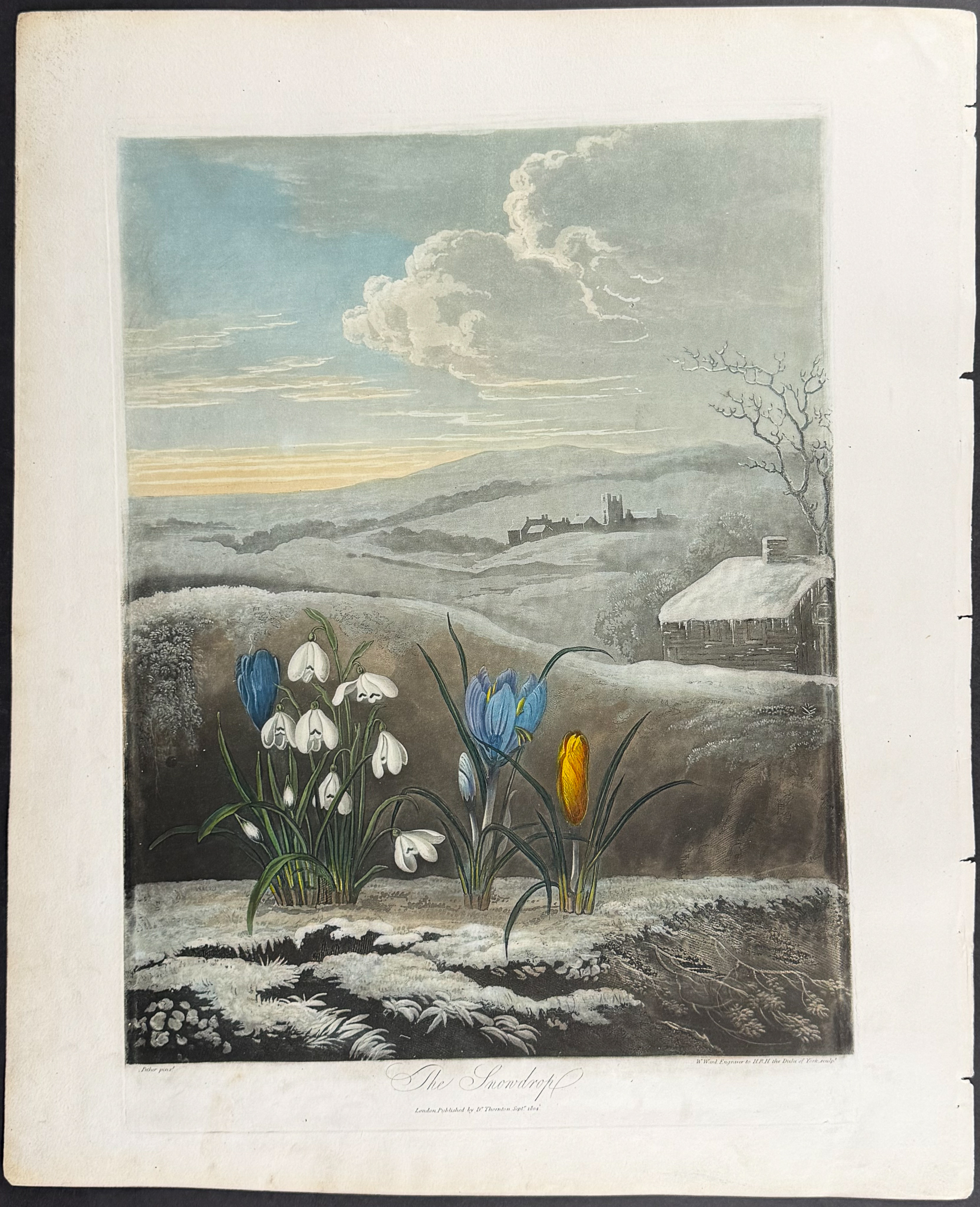Thornton, Folio - The Snowdrop