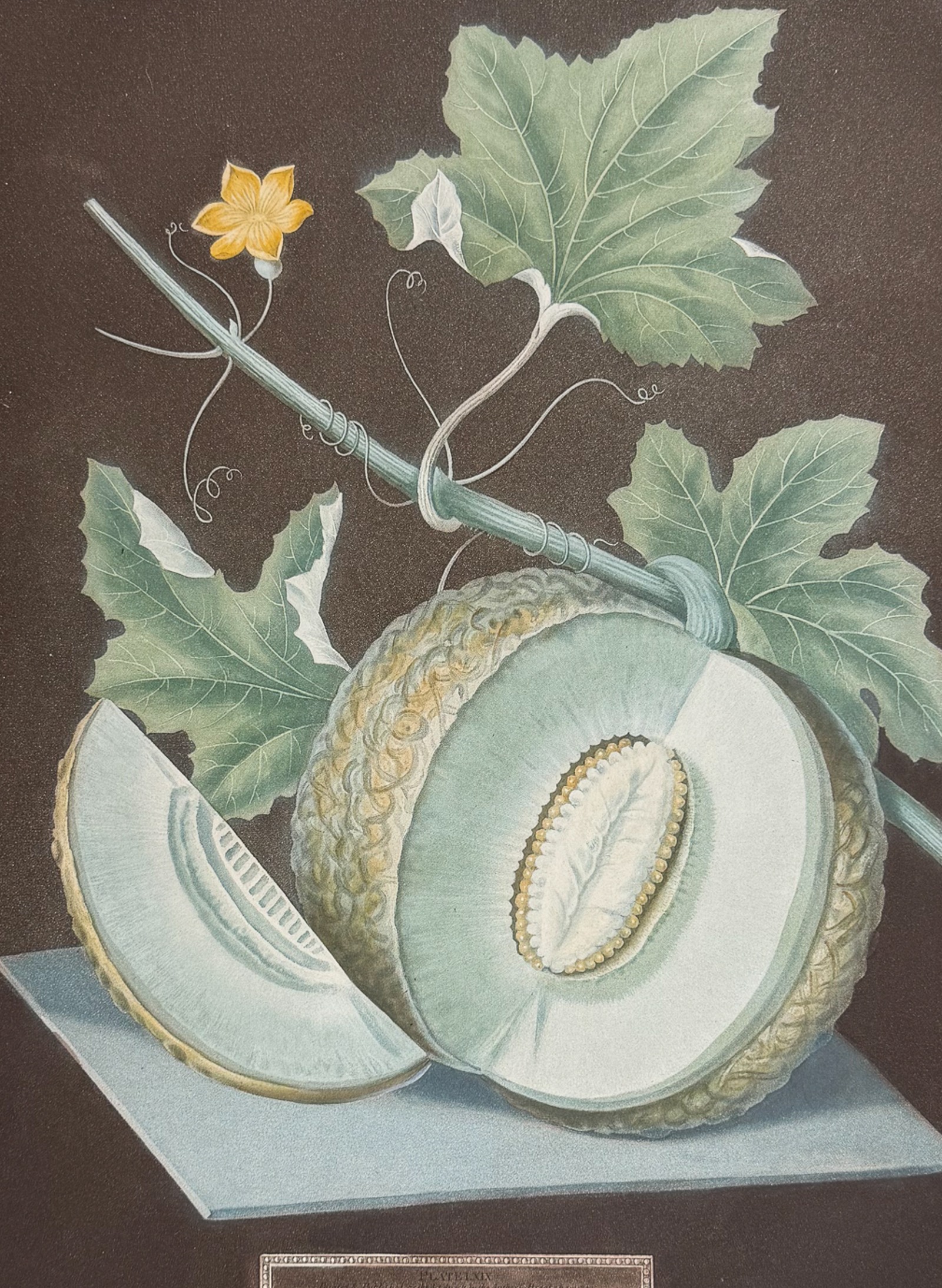 Brookshaw, Folio - Melon [Green Flesh Melon]