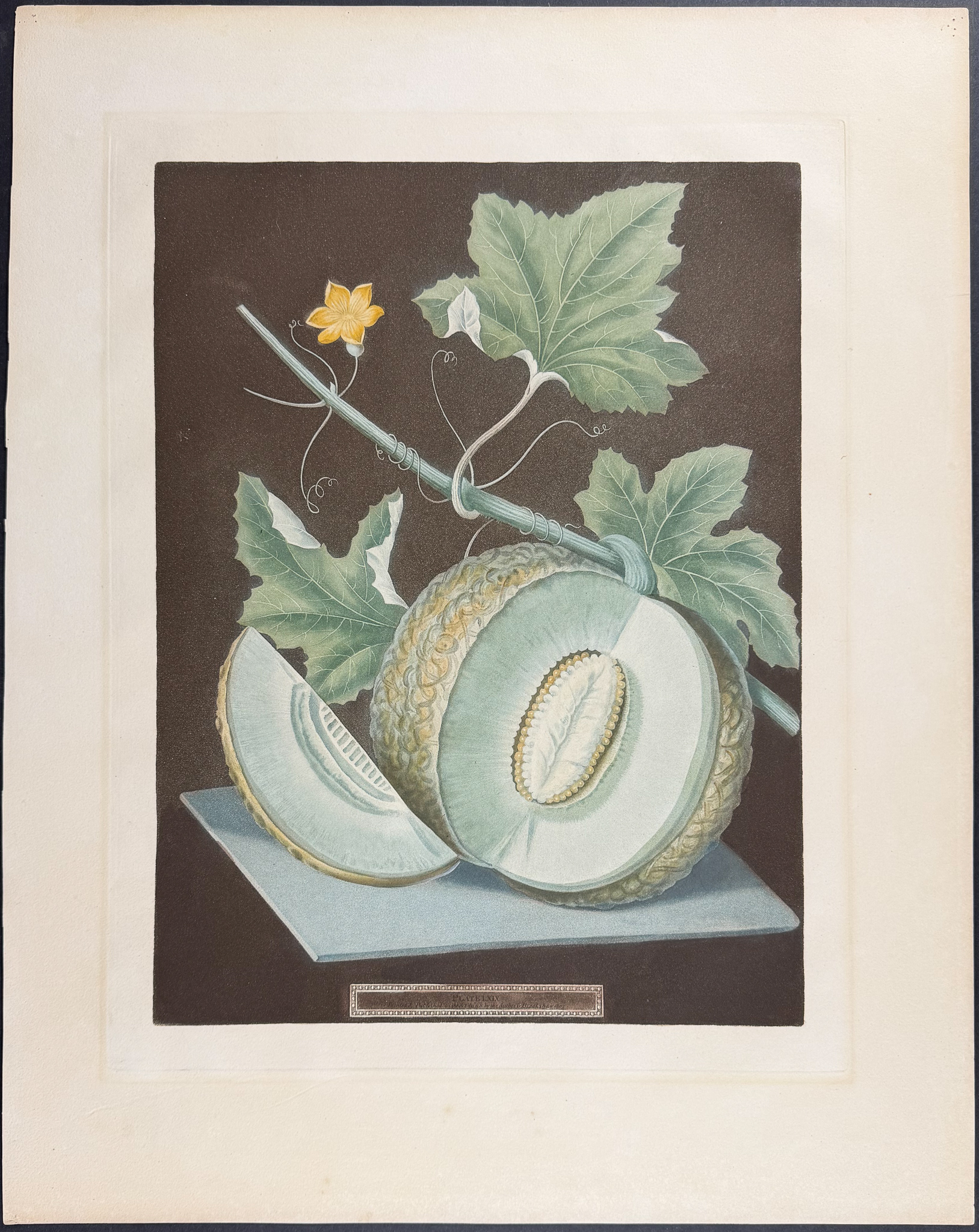 Brookshaw, Folio - Melon [Green Flesh Melon]