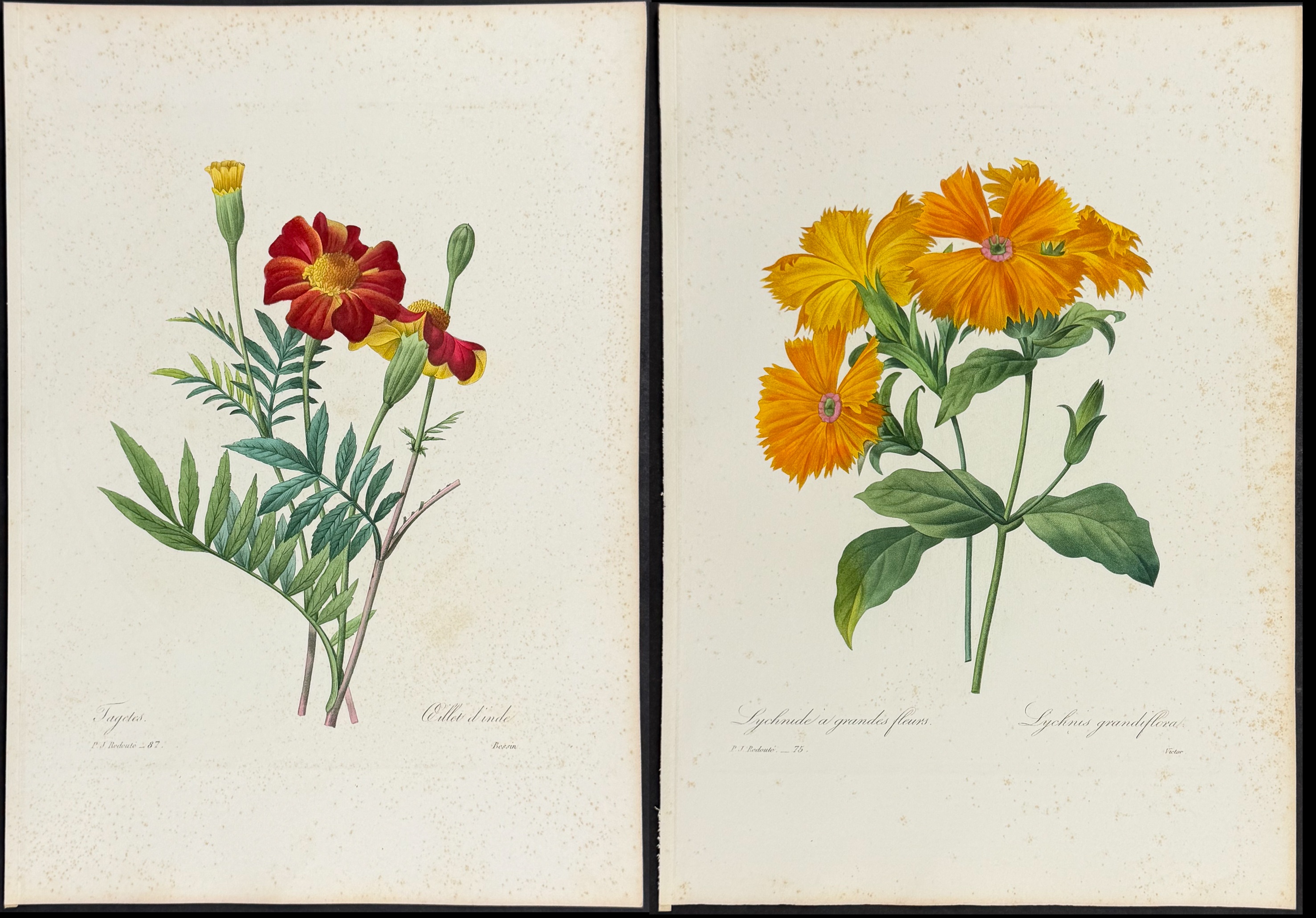 Redoute, Choix - 4 Botanical Engravings
