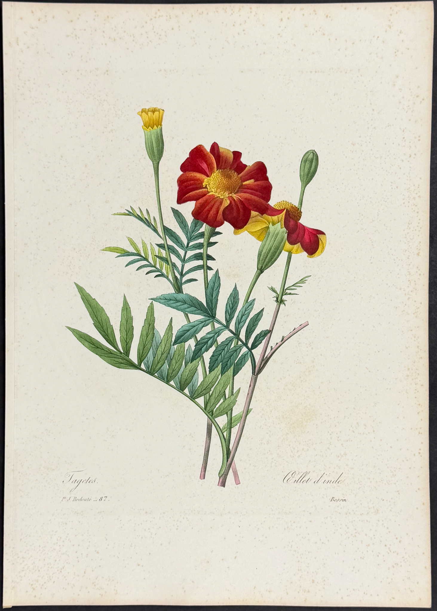 Redoute, Choix - 4 Botanical Engravings