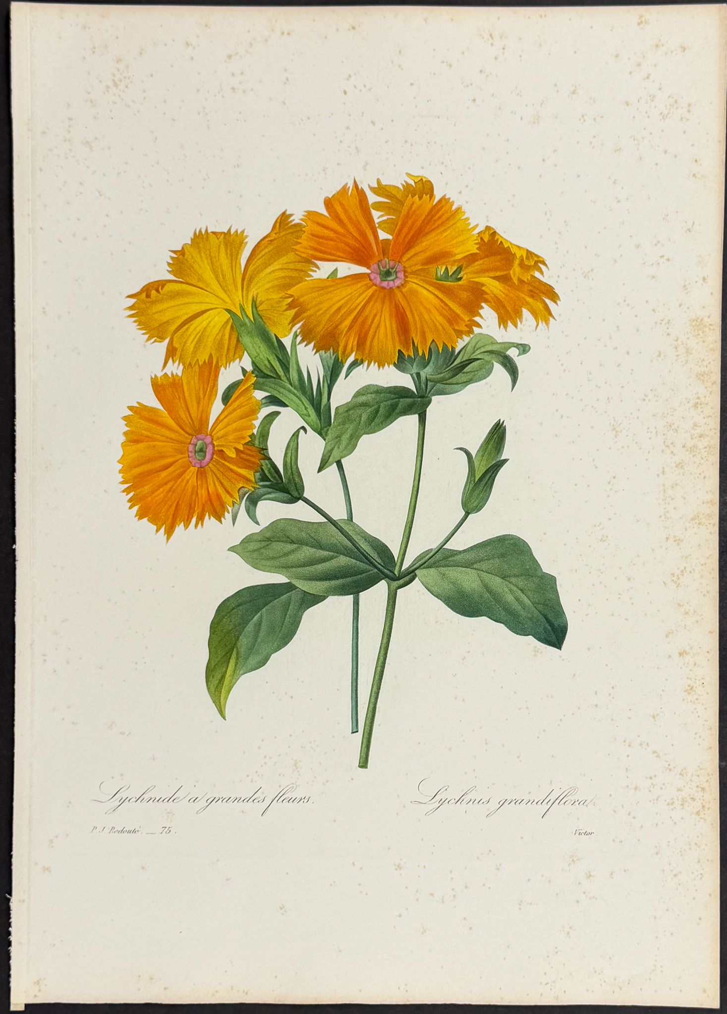 Redoute, Choix - 4 Botanical Engravings