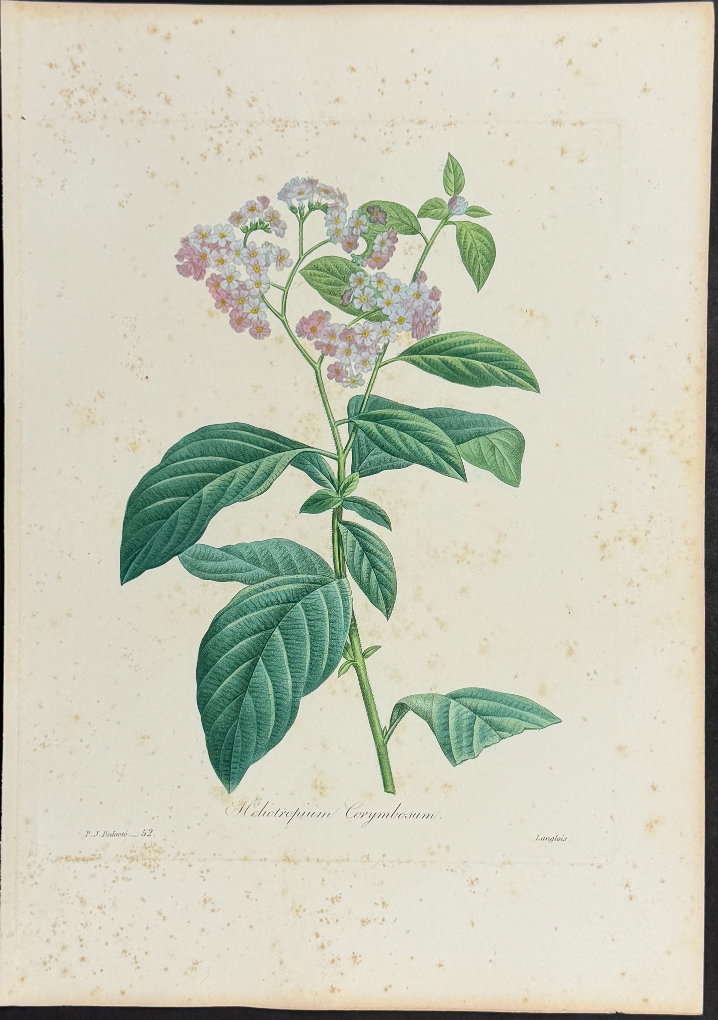 Redoute, Choix - 4 Botanical Engravings