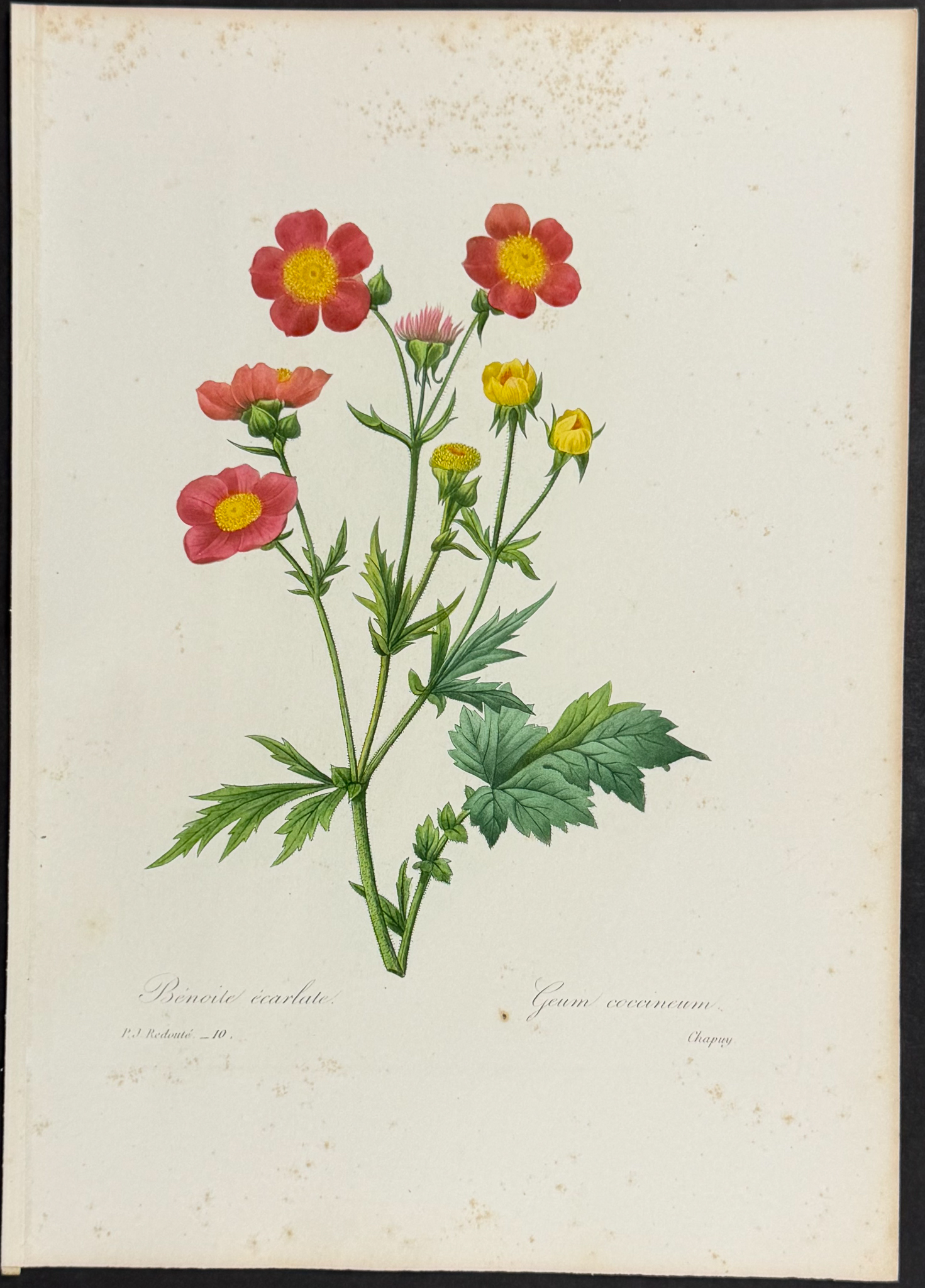 Redoute, Choix - 4 Botanical Engravings