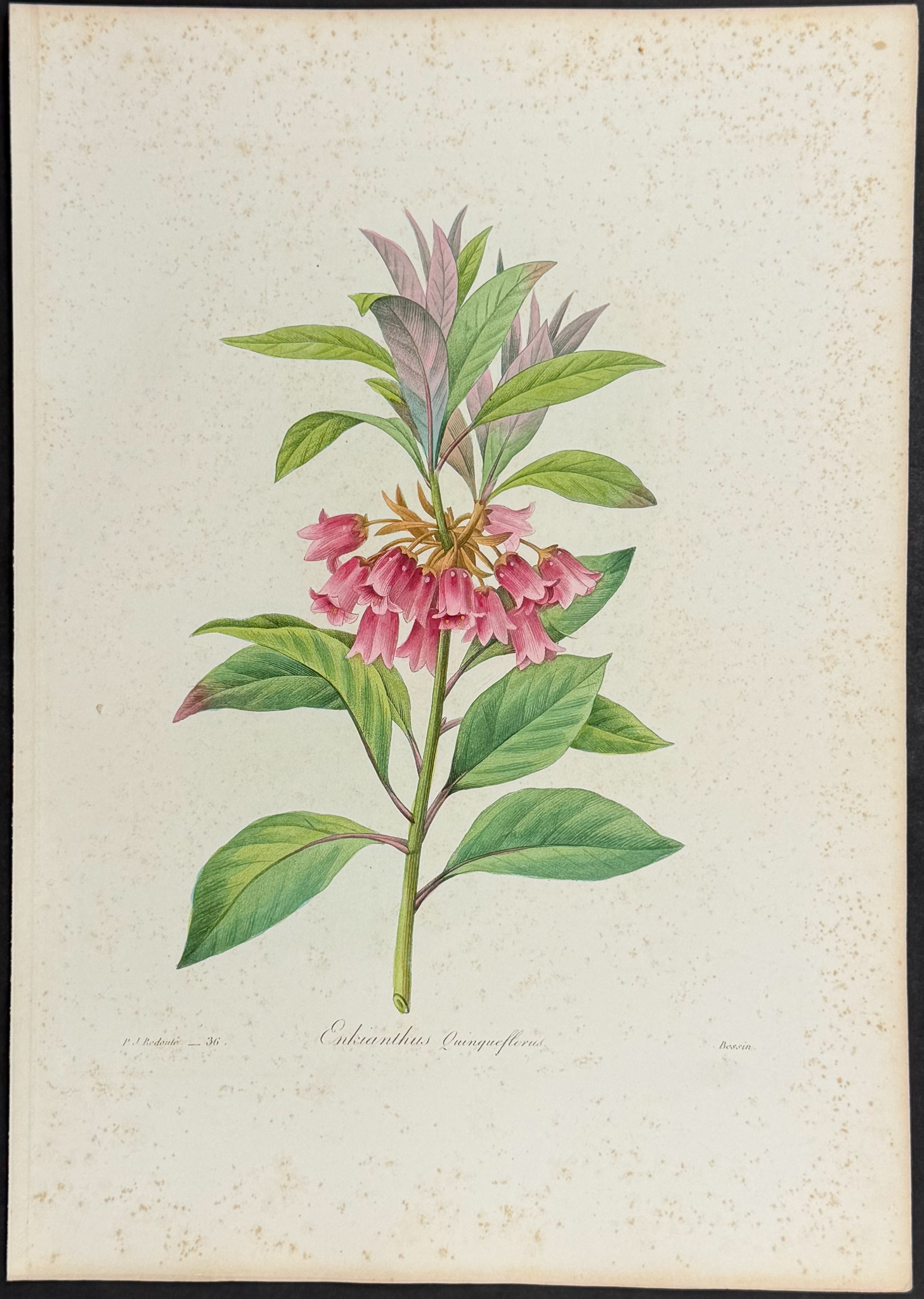 Redoute, Choix - 4 Botanical Engravings