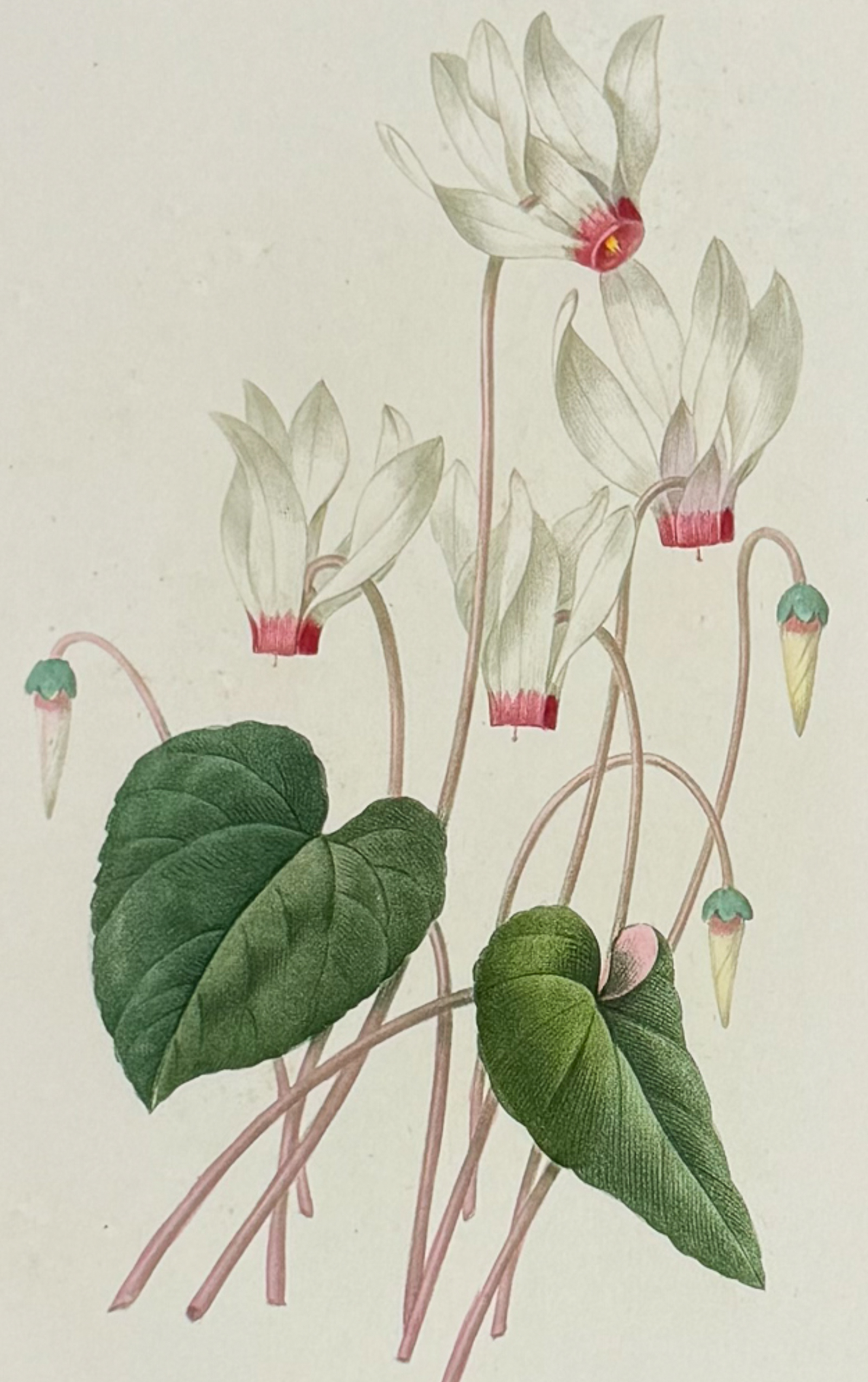 Redoute, Choix - Cyclamen