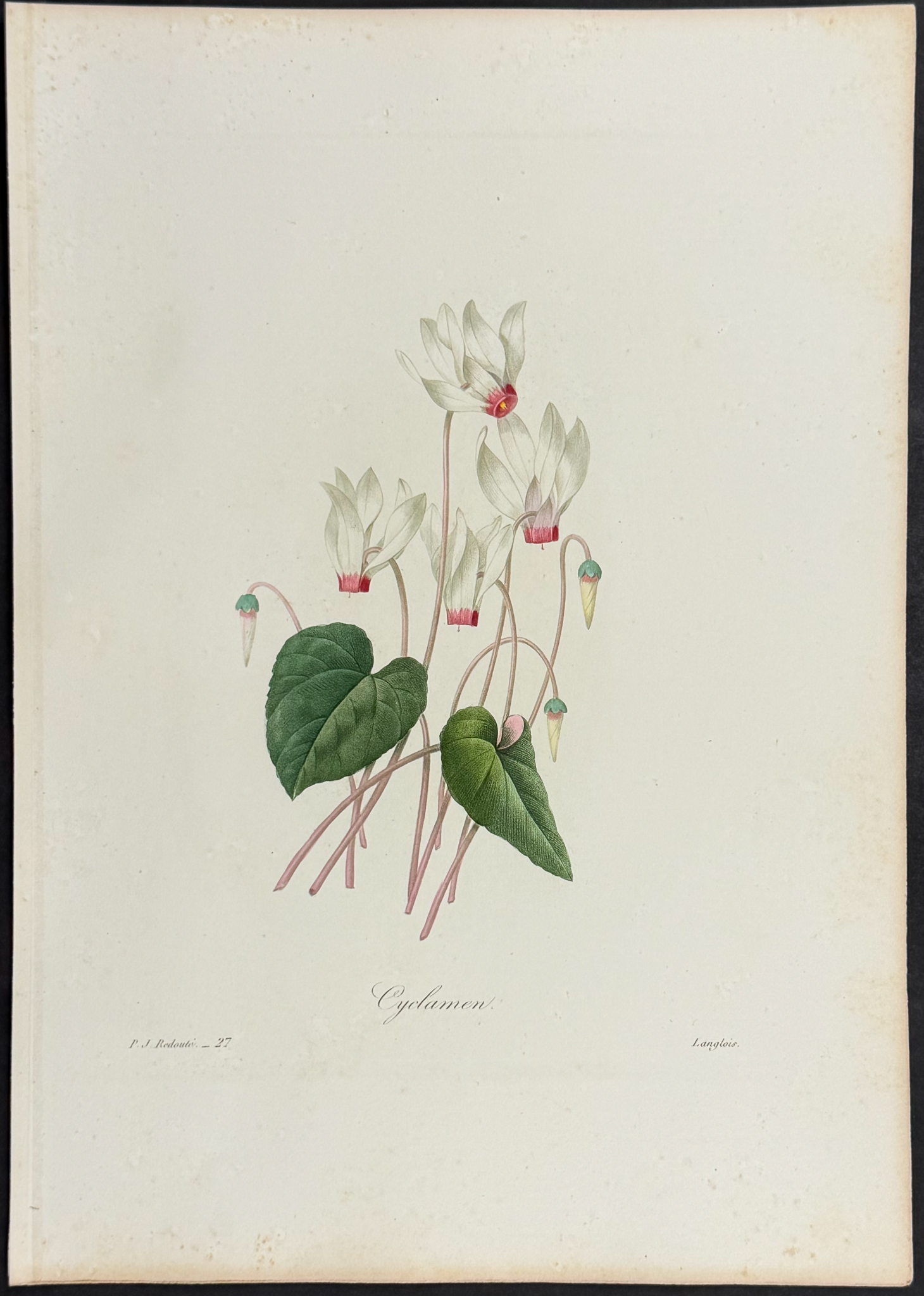 Redoute, Choix - Cyclamen