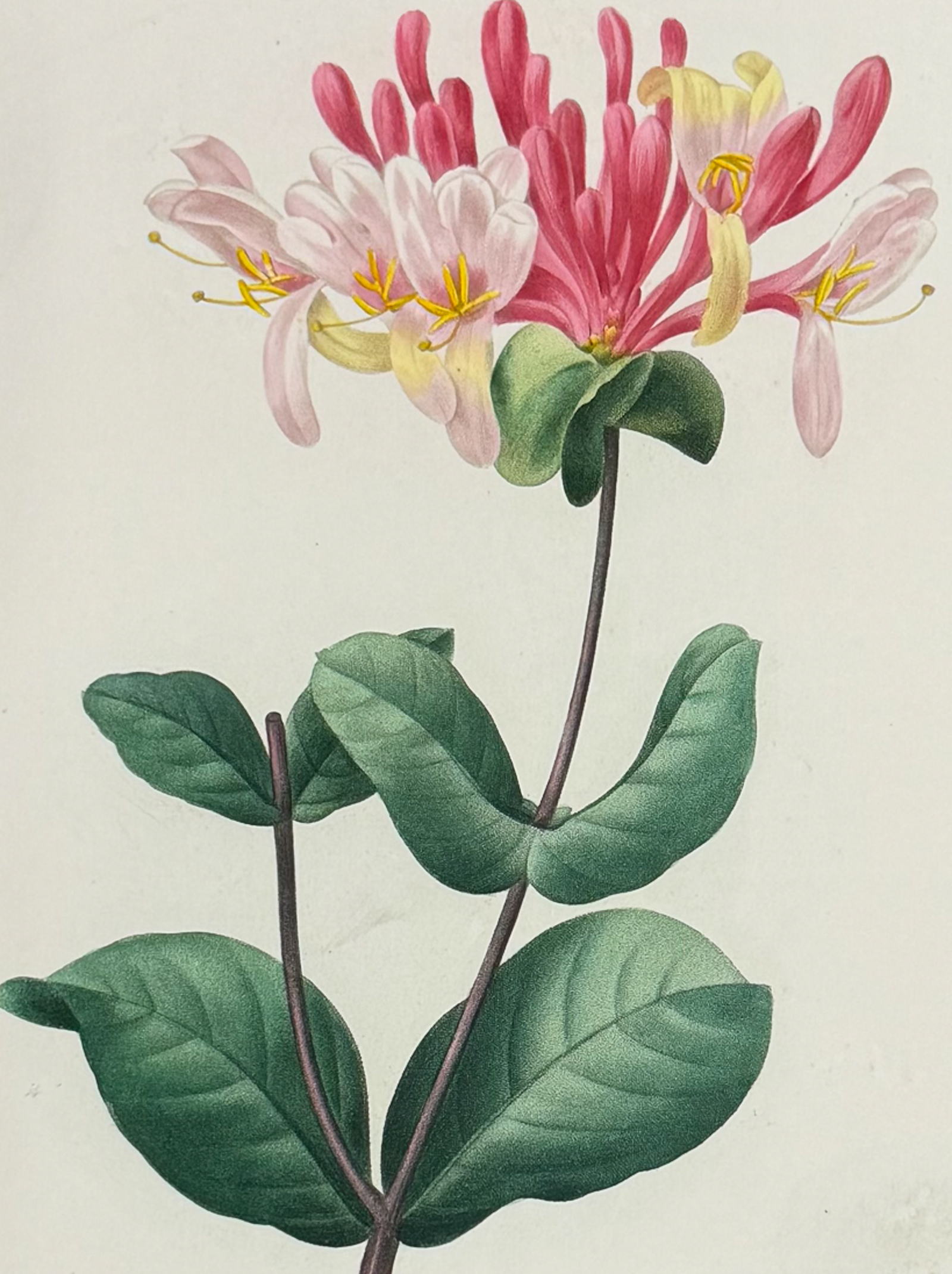 Redoute, Choix - Honeysuckle [Lonicera]
