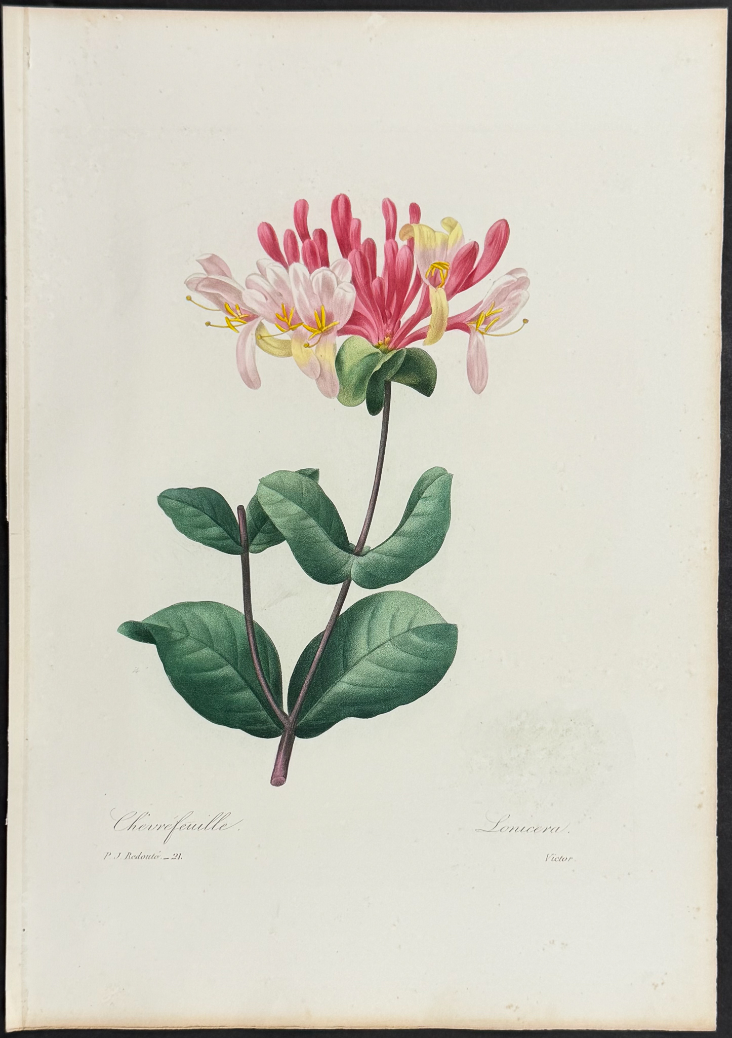 Redoute, Choix - Honeysuckle [Lonicera]