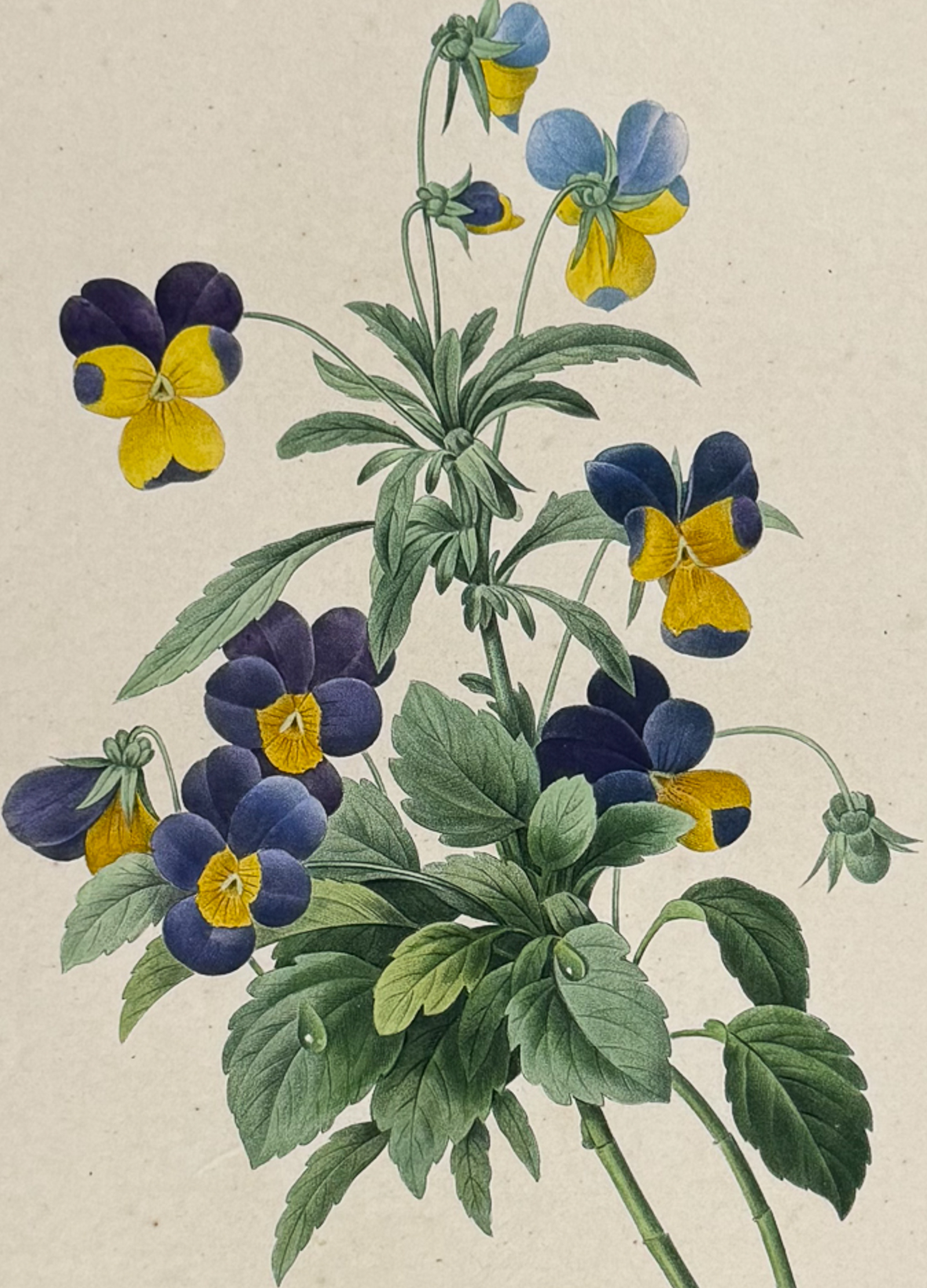 Redoute, Choix, Rare Folio - Wild Pansy [Viola Tricolor]