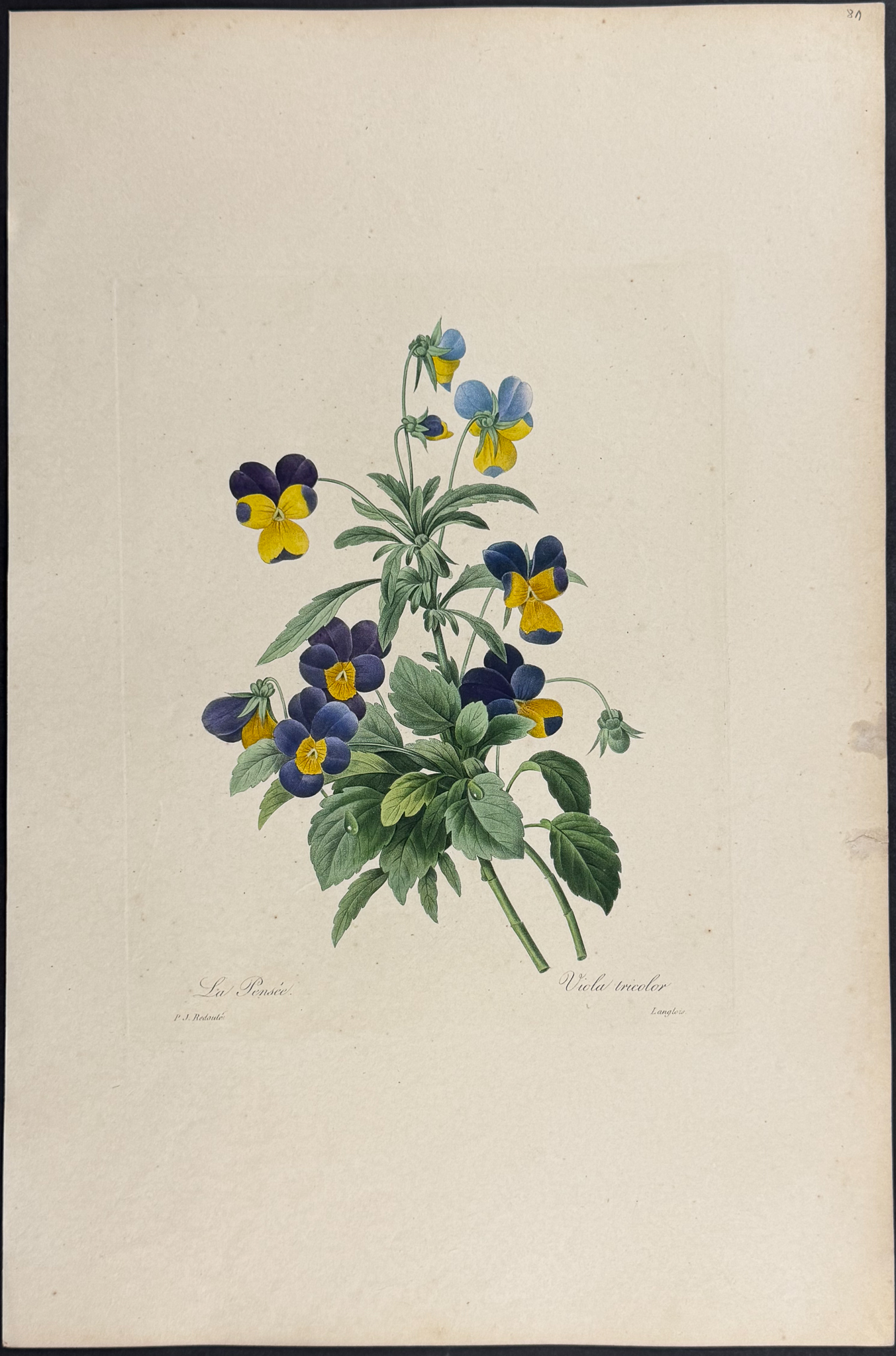 Redoute, Choix, Rare Folio - Wild Pansy [Viola Tricolor]