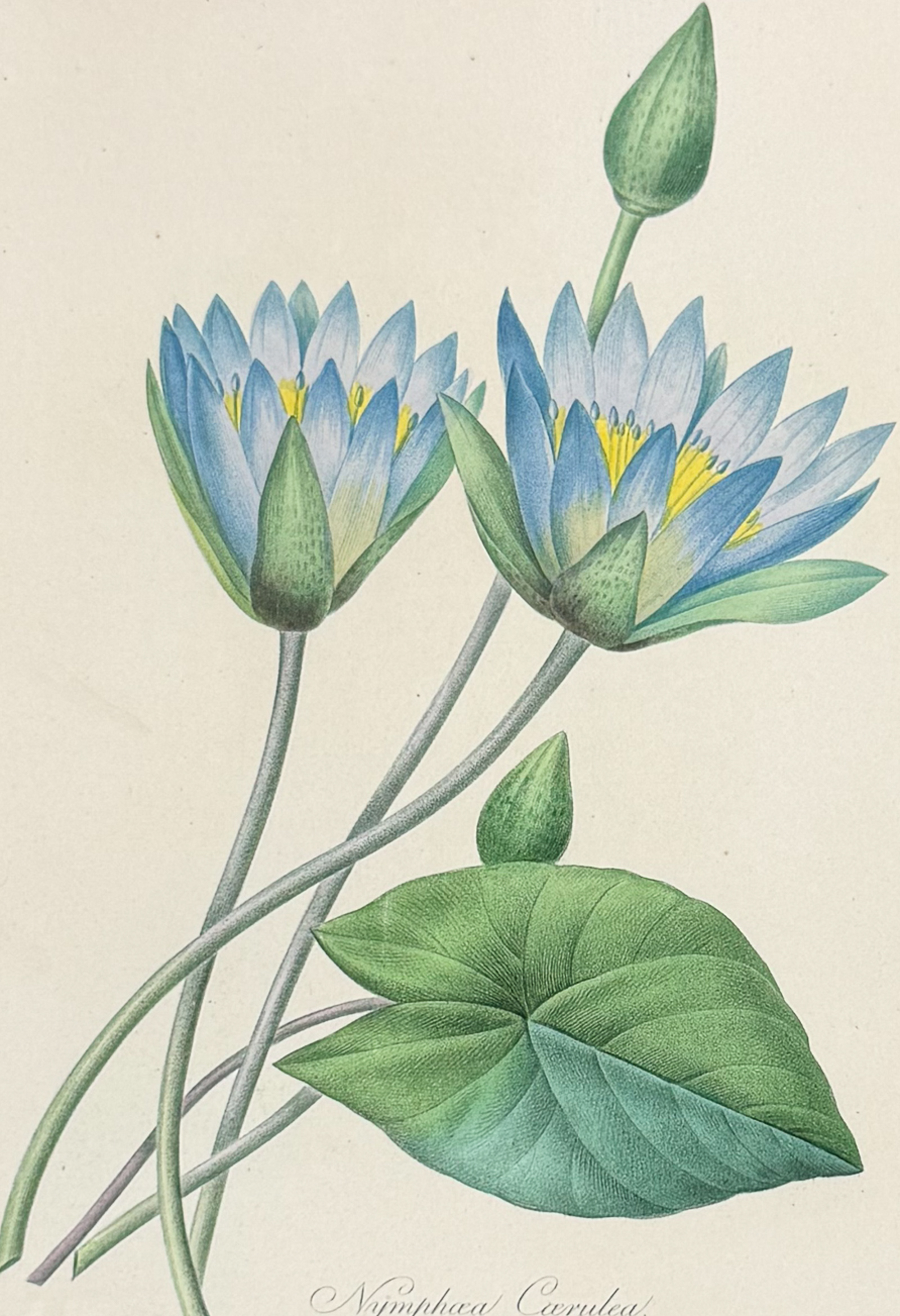 Redoute, Choix - Egyptian Lotus or Water Lily [Nymphaoea Coerulea]