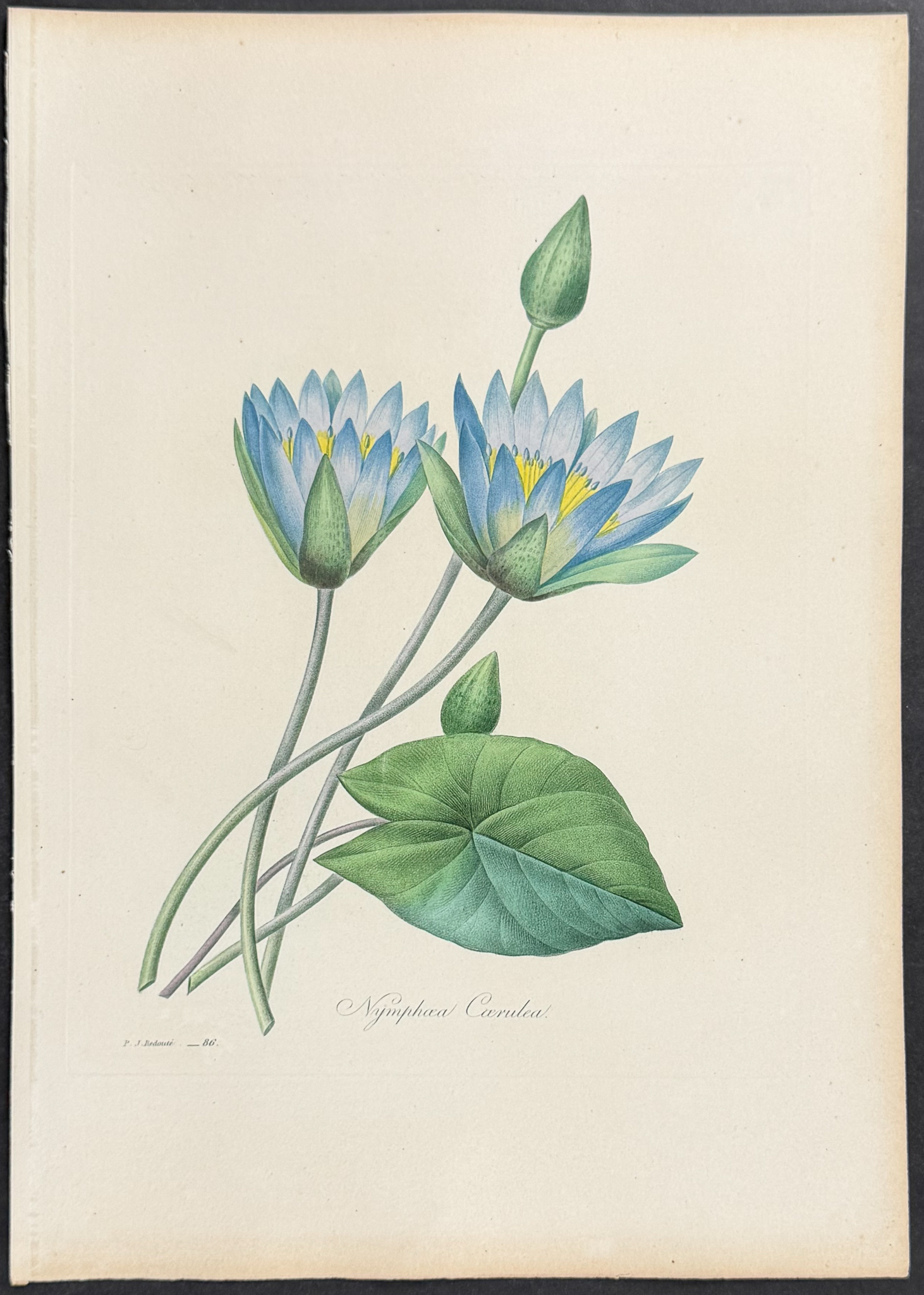 Redoute, Choix - Egyptian Lotus or Water Lily [Nymphaoea Coerulea]