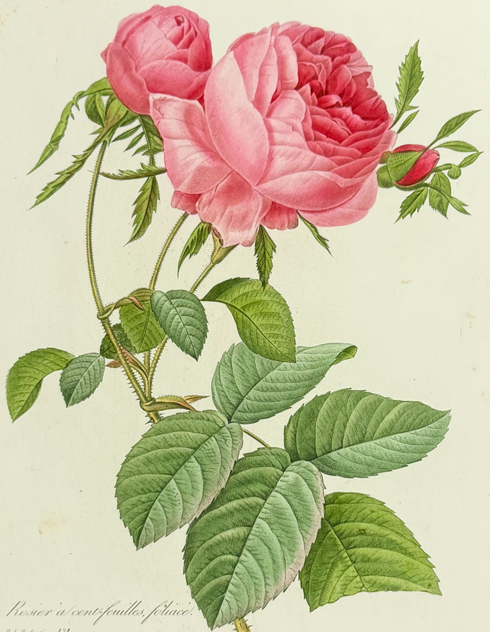Redoute, Choix - Rose