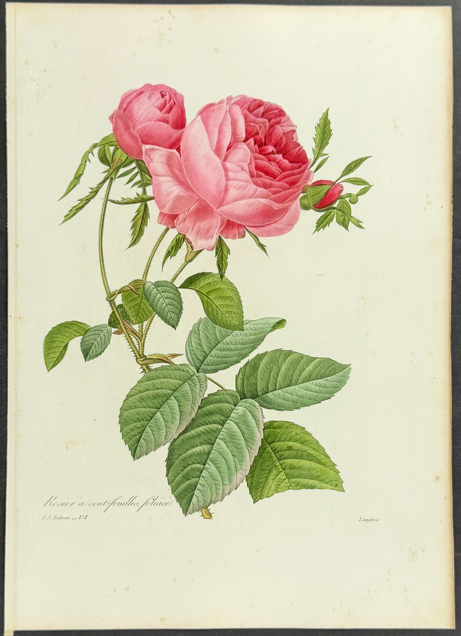 Redoute, Choix - Rose