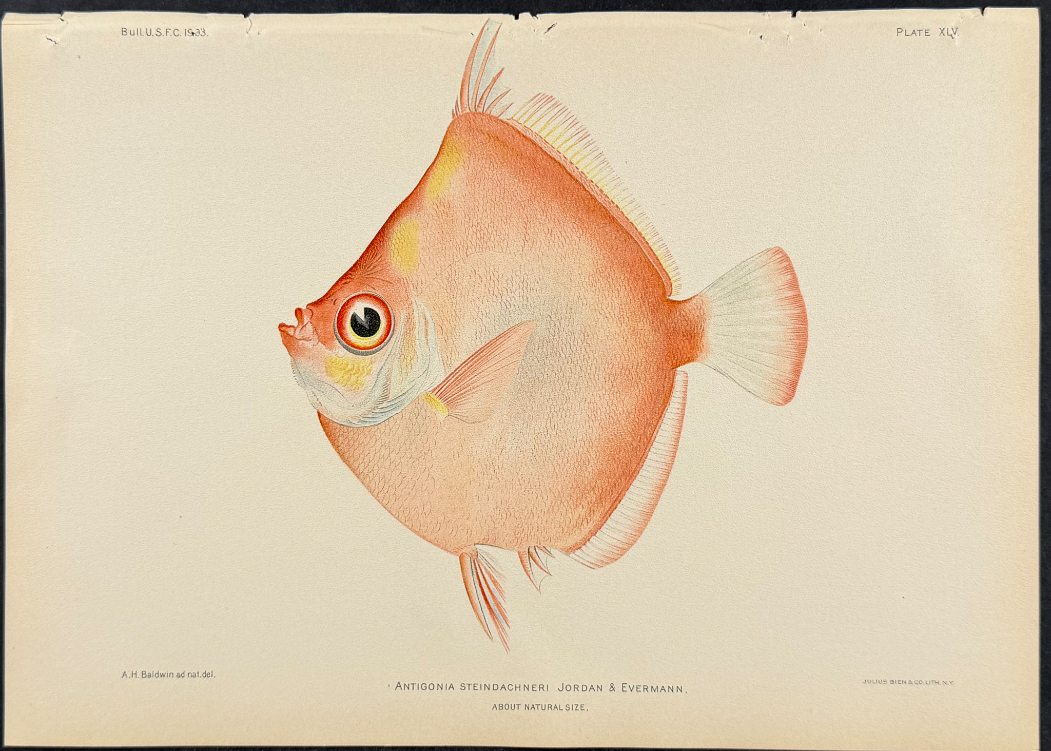 Bien, Hawaii - Parrotfish [Pseudocarus Jordani ]