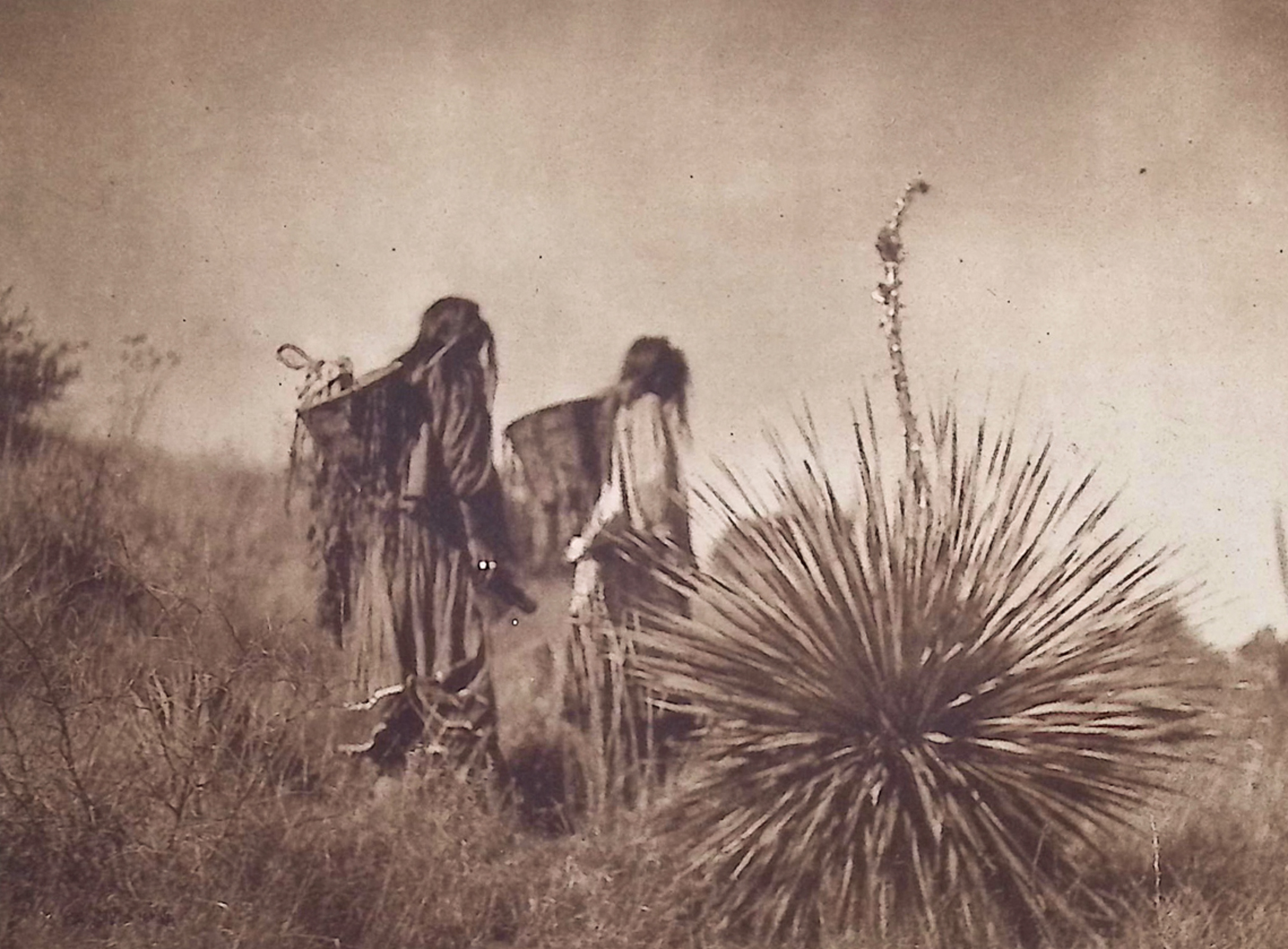 Edward Curtis - Mescal Harvest - Apache