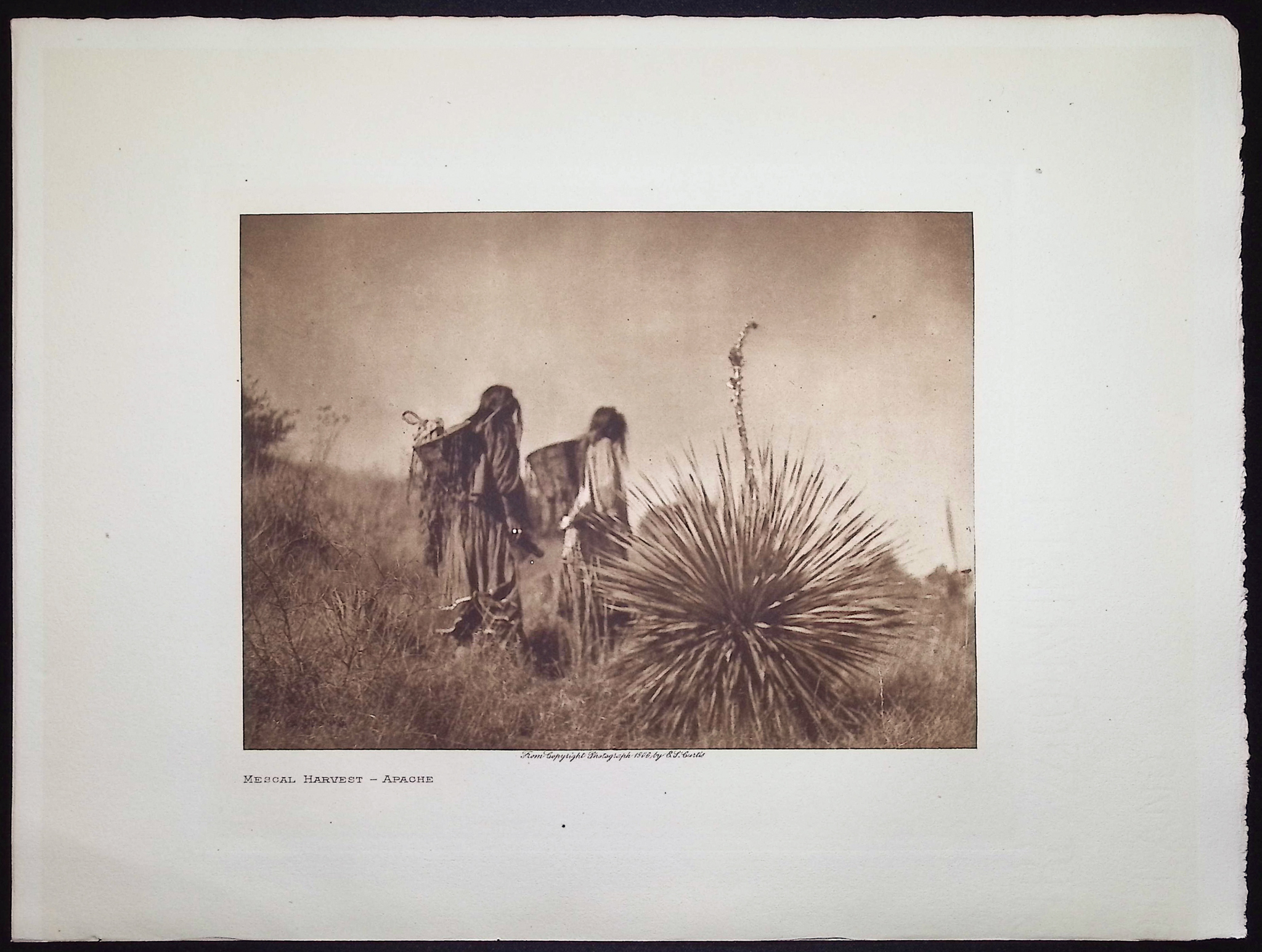 Edward Curtis - Mescal Harvest - Apache