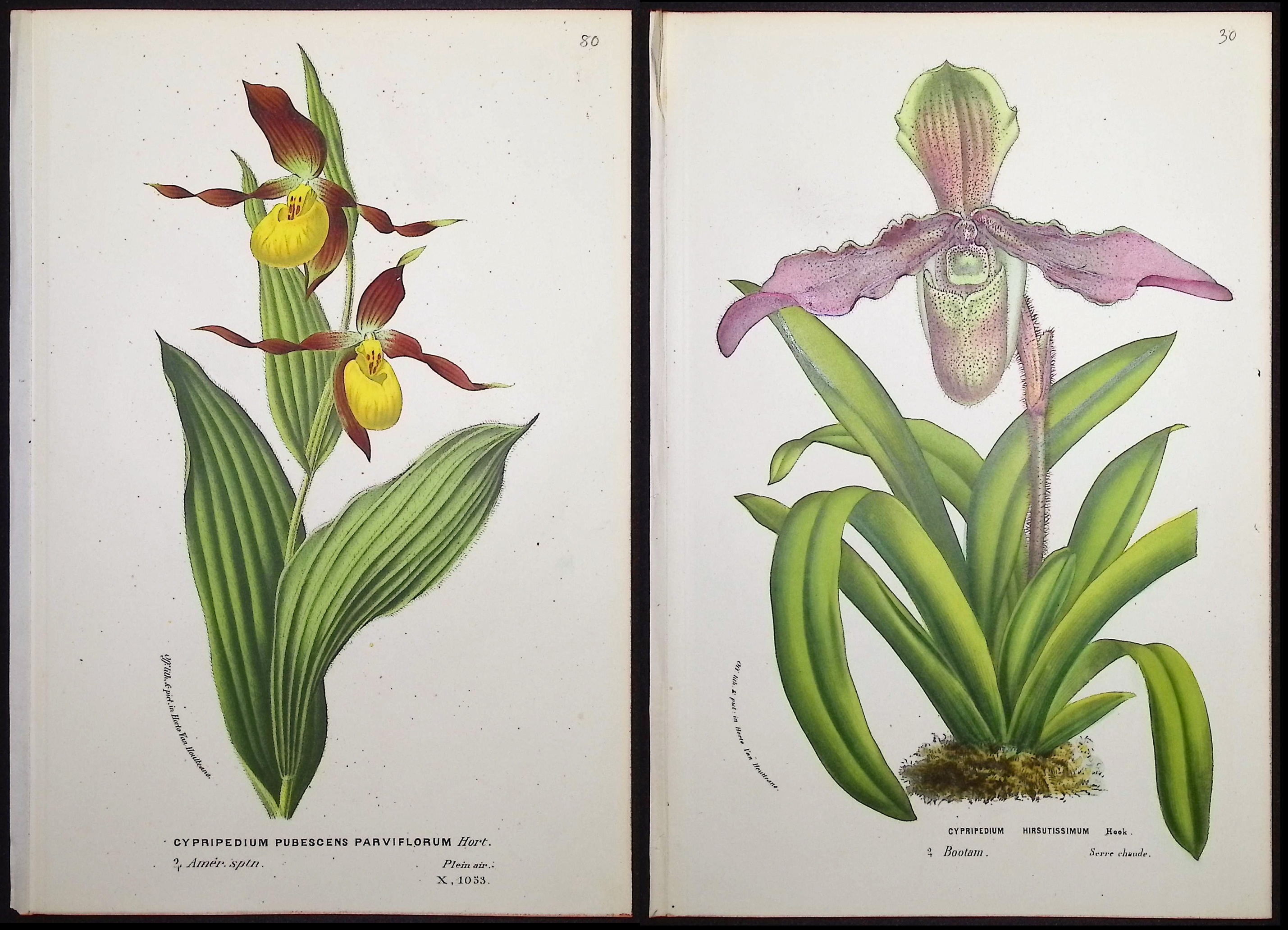 Van Houtte - 6 Lady's Slipper Orchid Prints