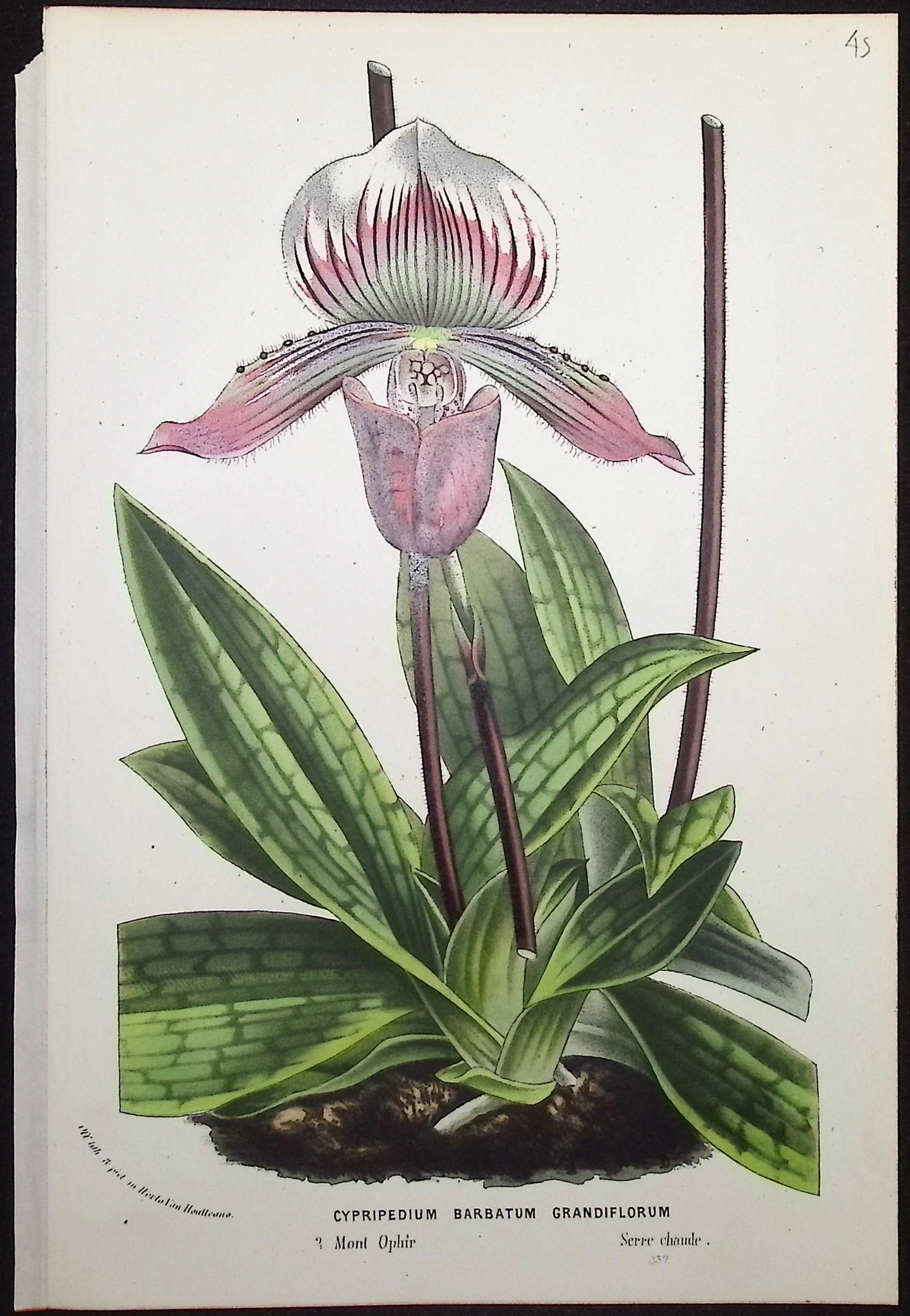 Van Houtte - 6 Lady's Slipper Orchid Prints