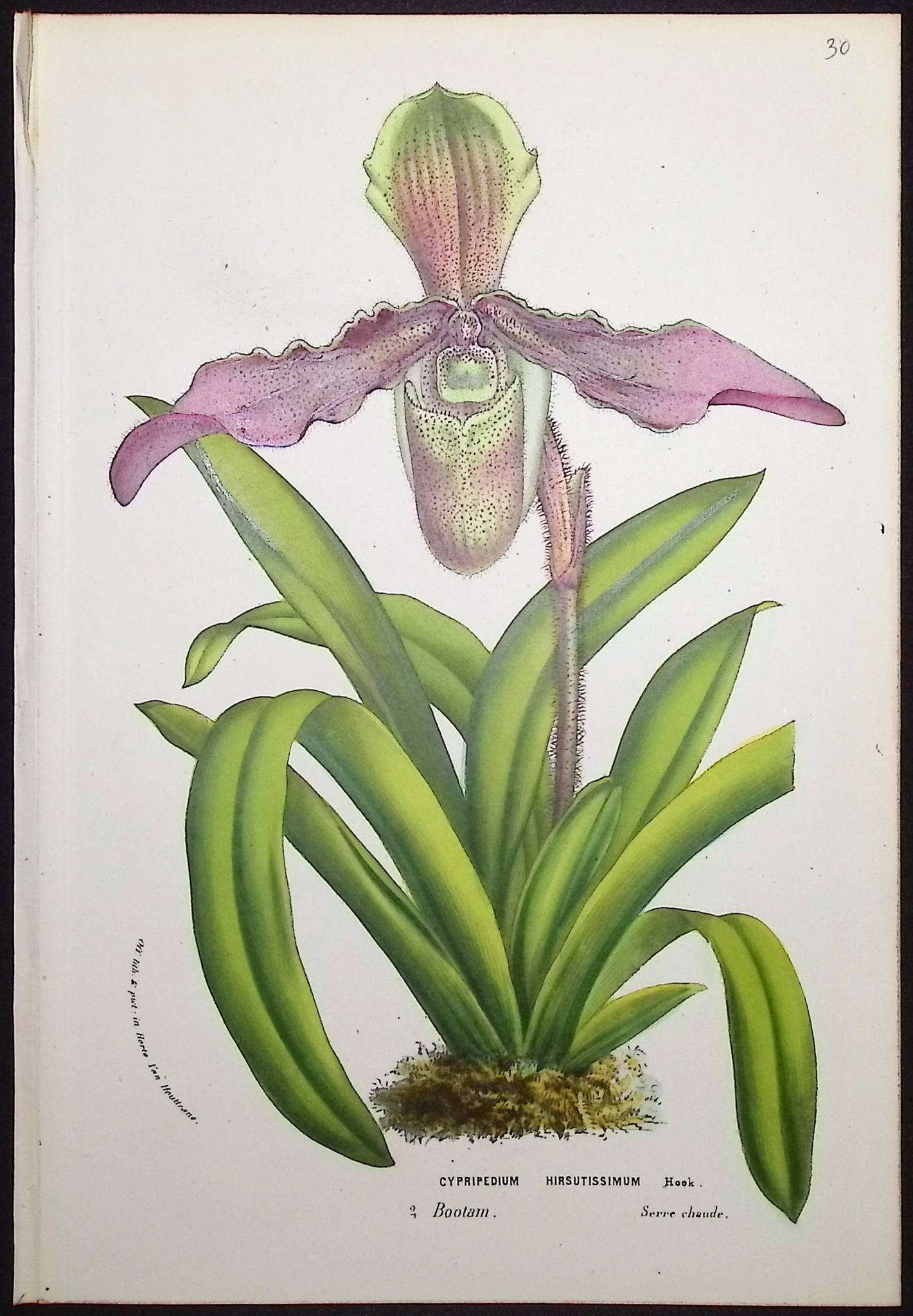 Van Houtte - 6 Lady's Slipper Orchid Prints