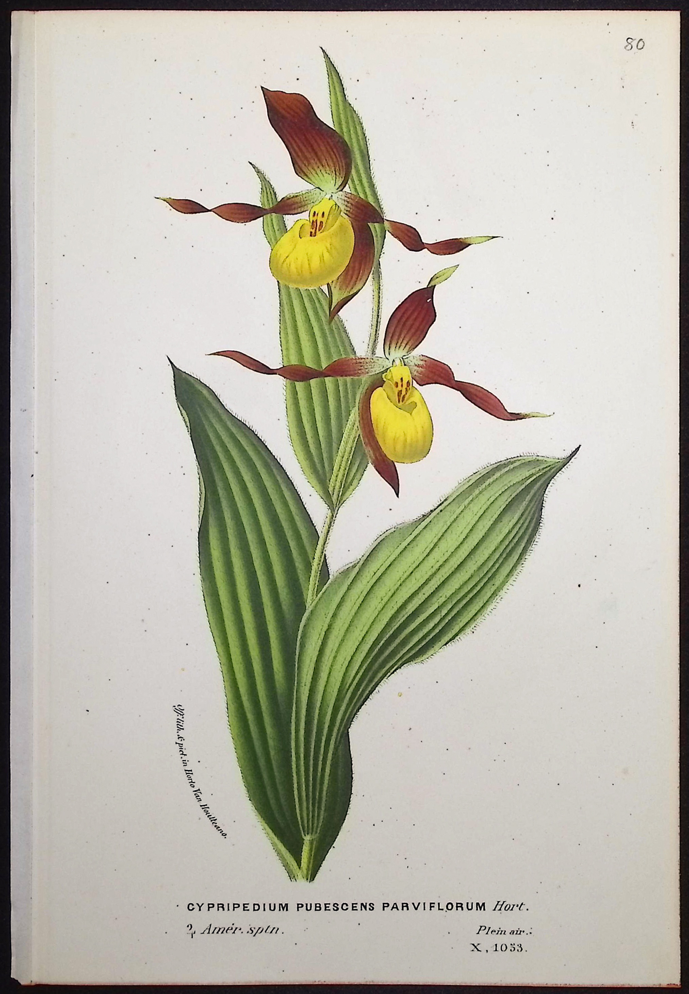 Van Houtte - 6 Lady's Slipper Orchid Prints