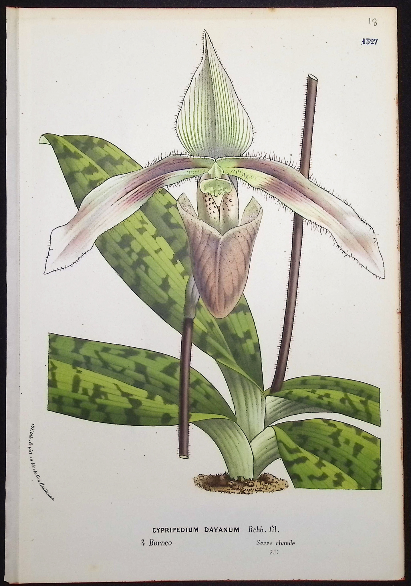 Van Houtte - 6 Lady's Slipper Orchid Prints