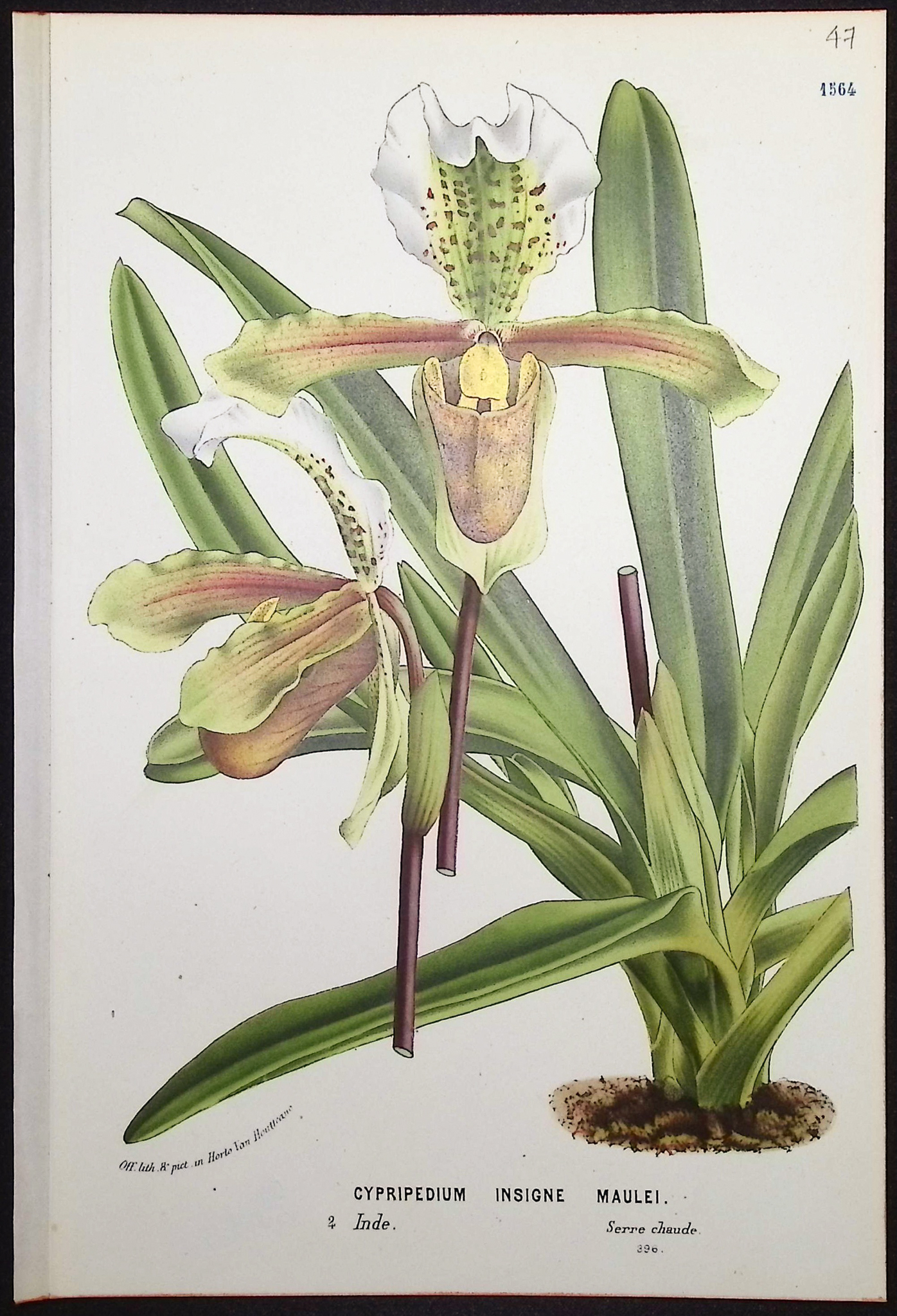Van Houtte - 6 Lady's Slipper Orchid Prints