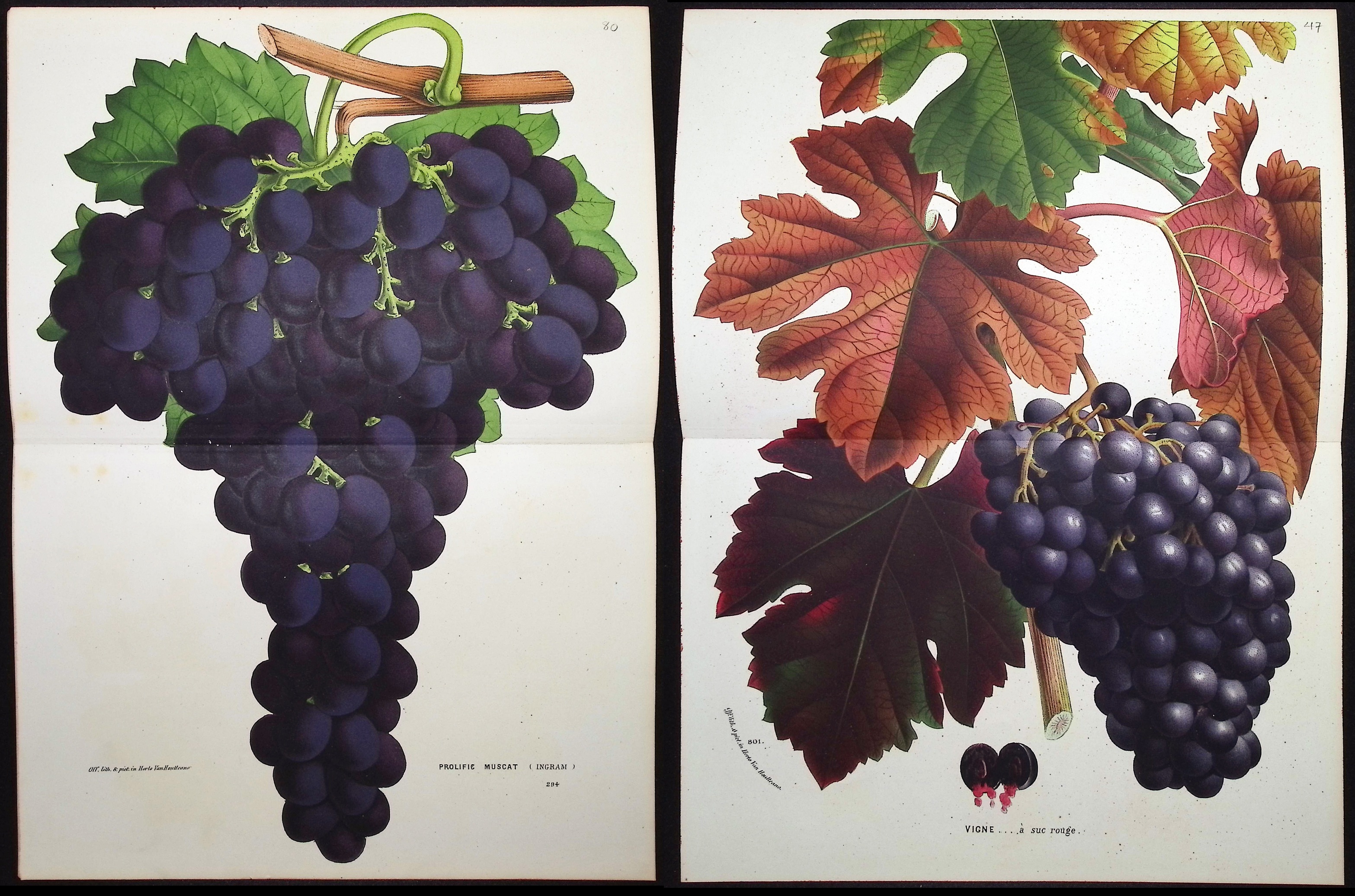 Van Houtte - 4 Grape Prints