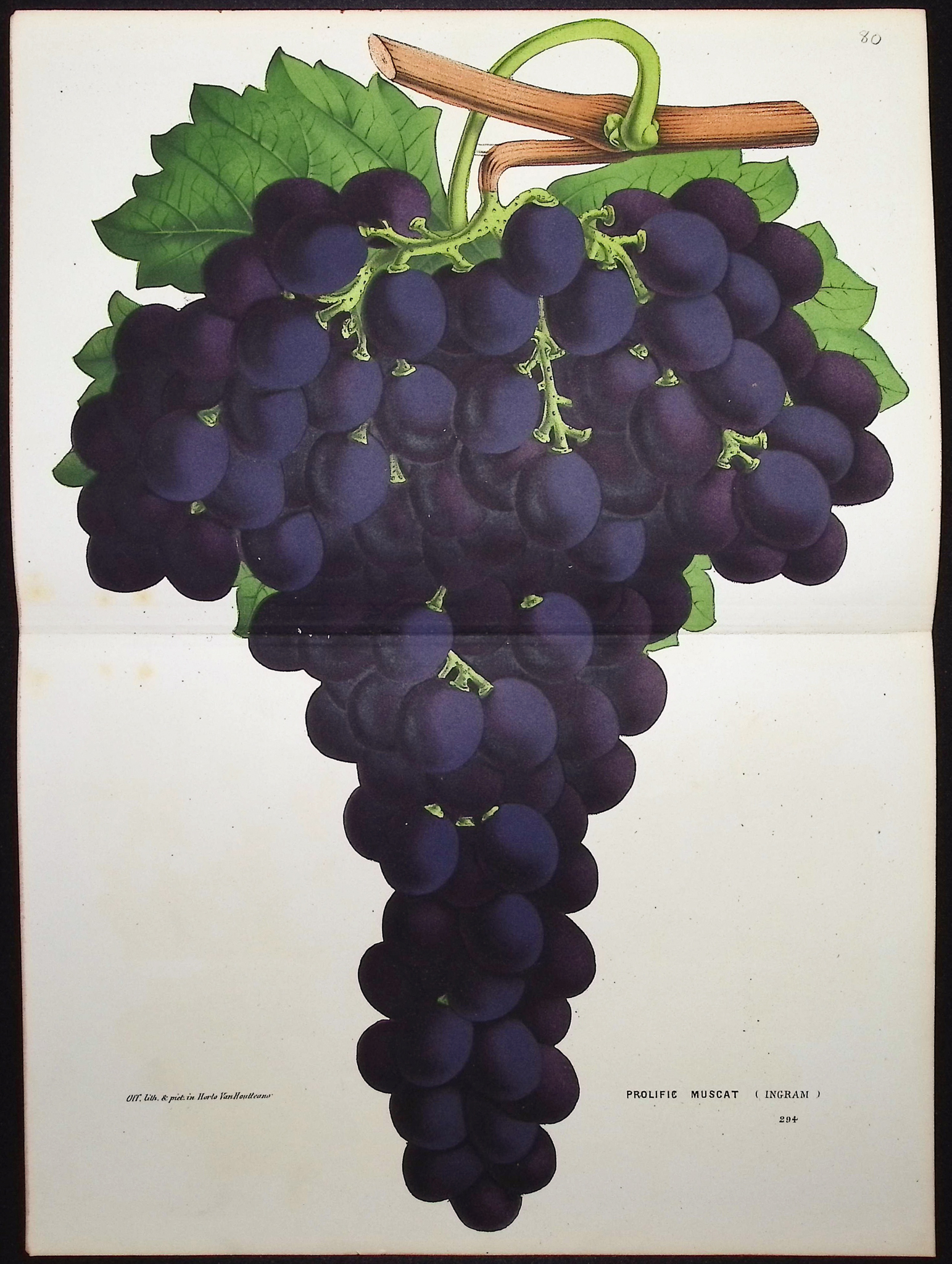 Van Houtte - 4 Grape Prints