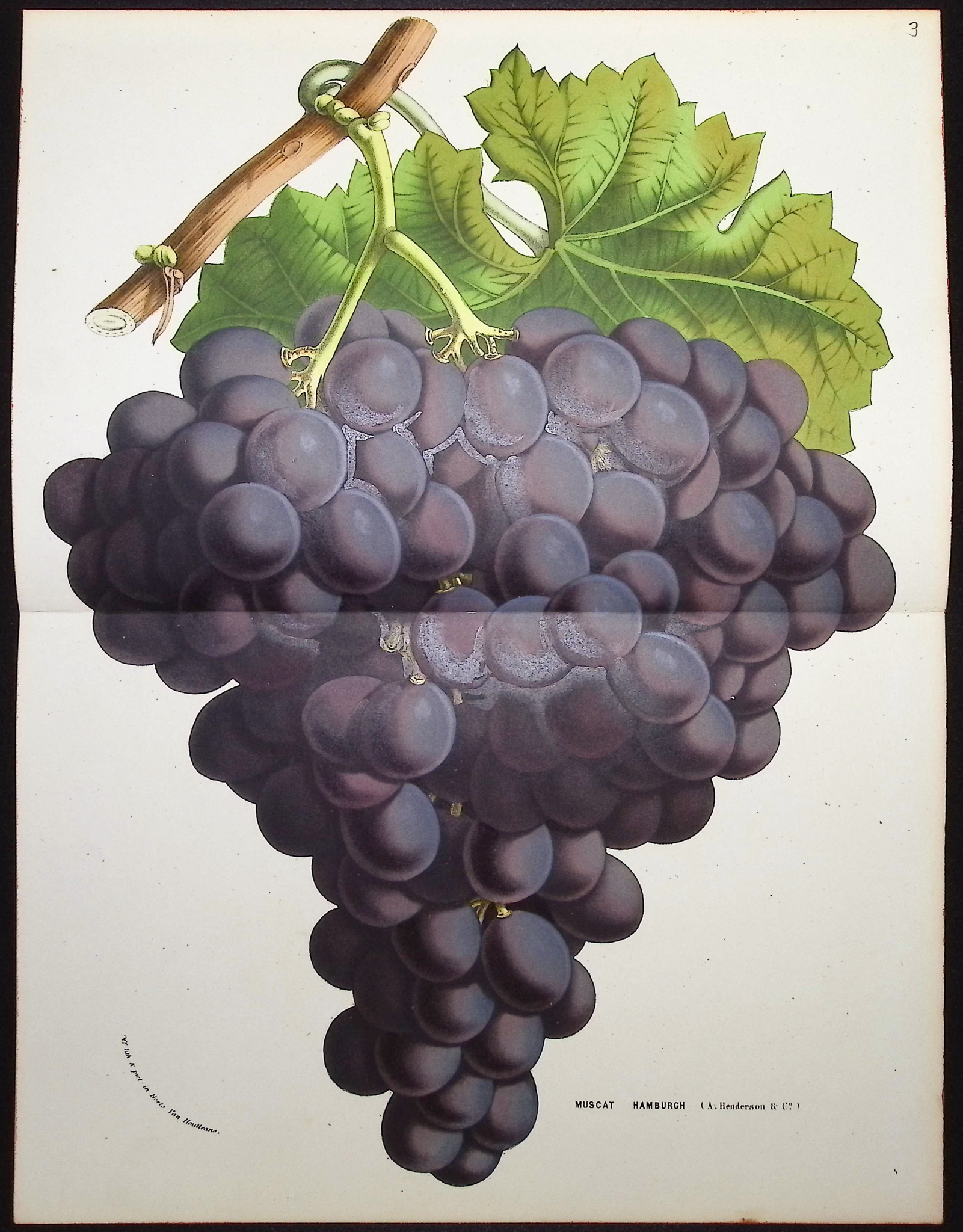 Van Houtte - 4 Grape Prints