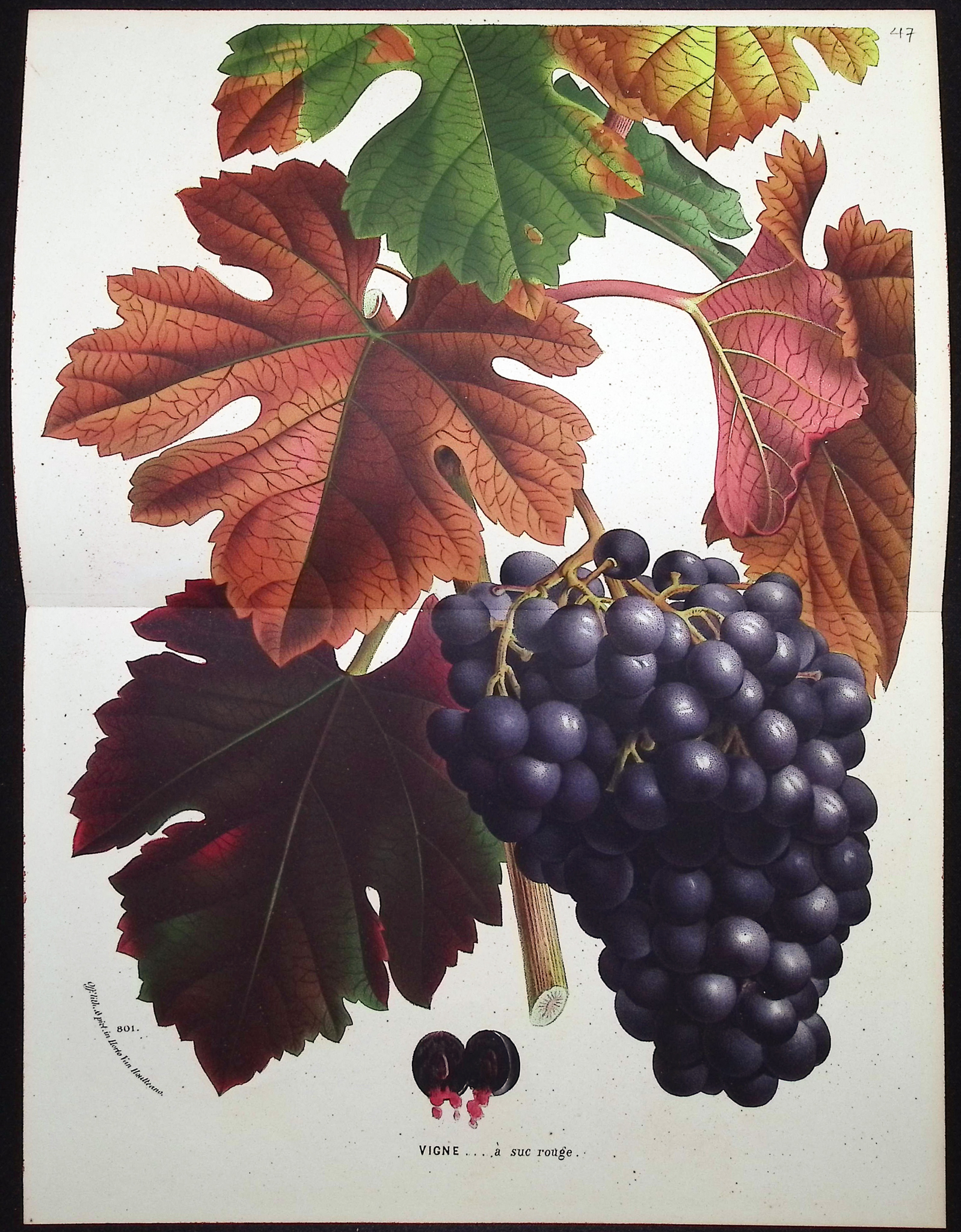 Van Houtte - 4 Grape Prints